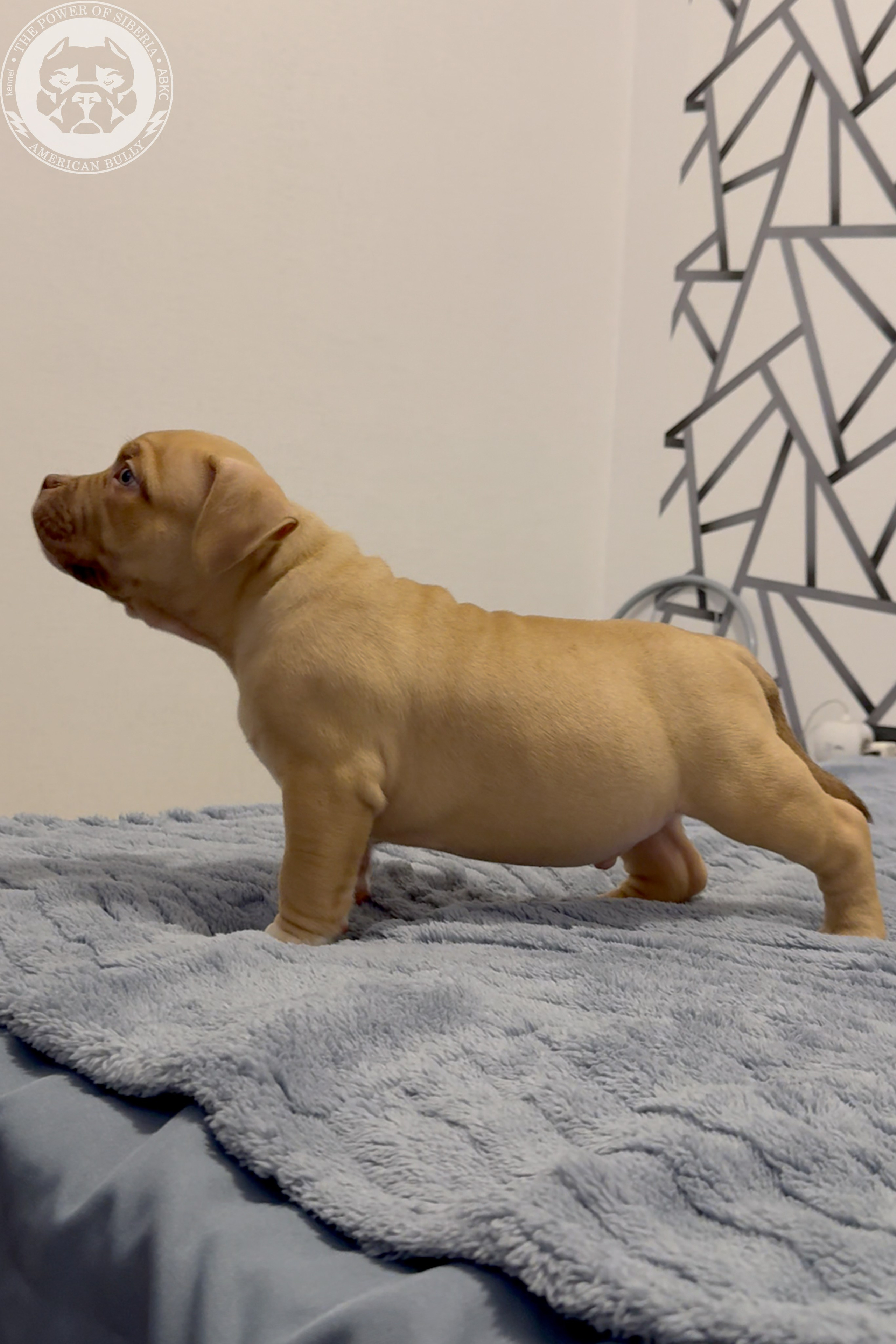 21.02.26-Мила-Турук. Американский Булли в г. Ростов-на-Дону. Питомник THE POWER OF SIBERIA