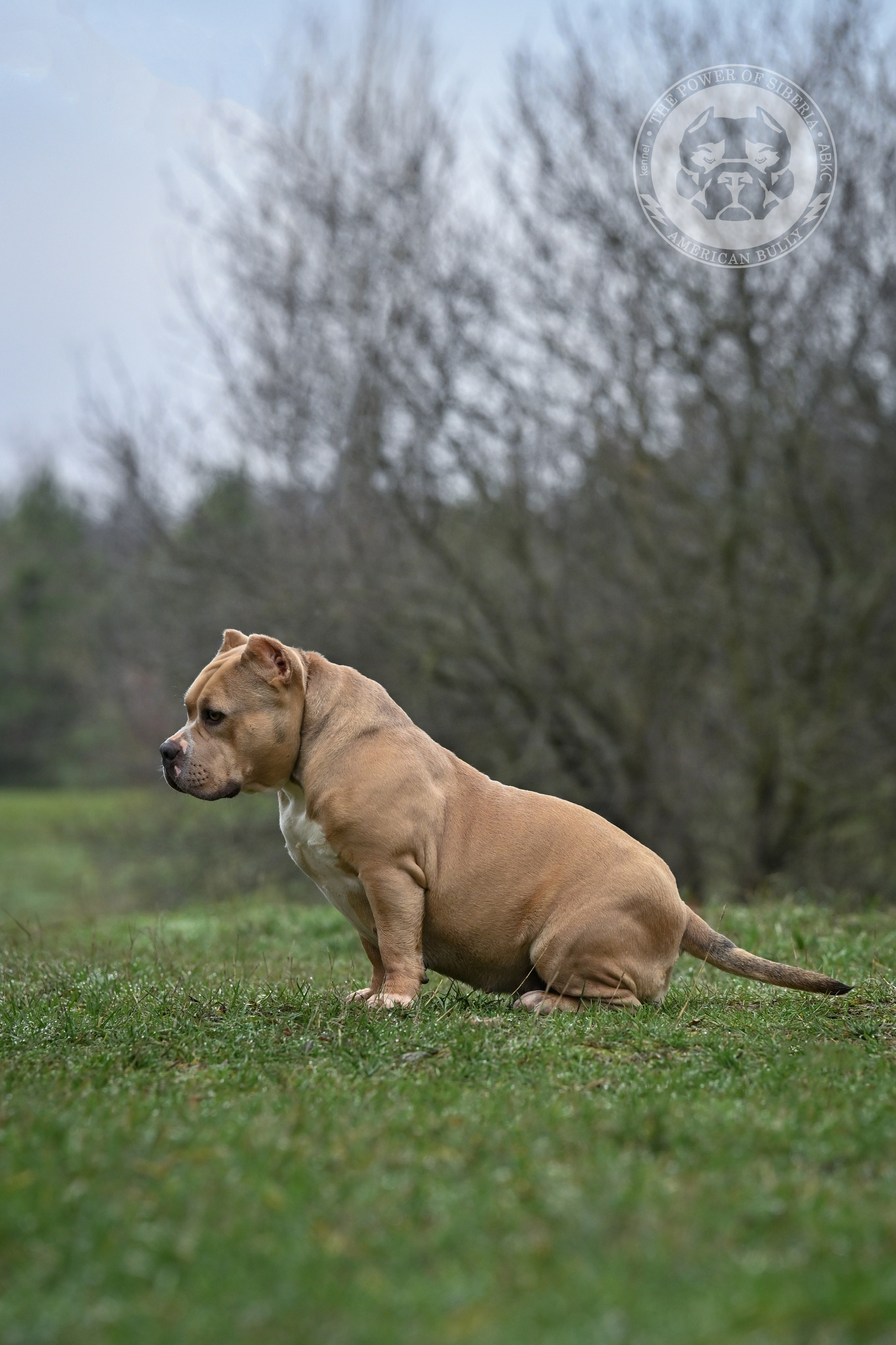 Декабрь 2025. Американский Булли в г. Ростов-на-Дону. Питомник THE POWER OF SIBERIA