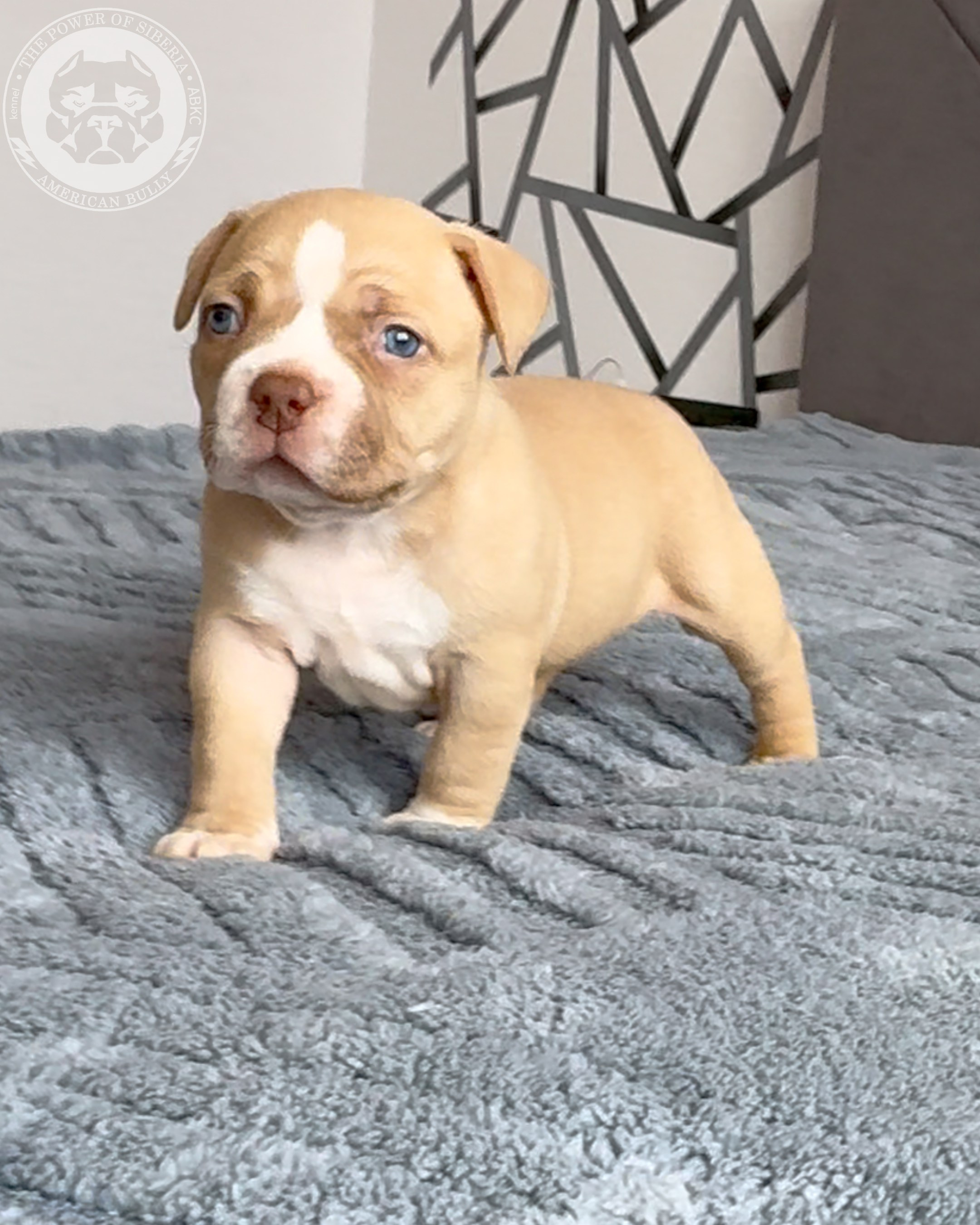 Свободные щенки Американский Булли, в типах покет, классик, стандарт. Американский Булли в г. Ростов-на-Дону. Питомник THE POWER OF SIBERIA