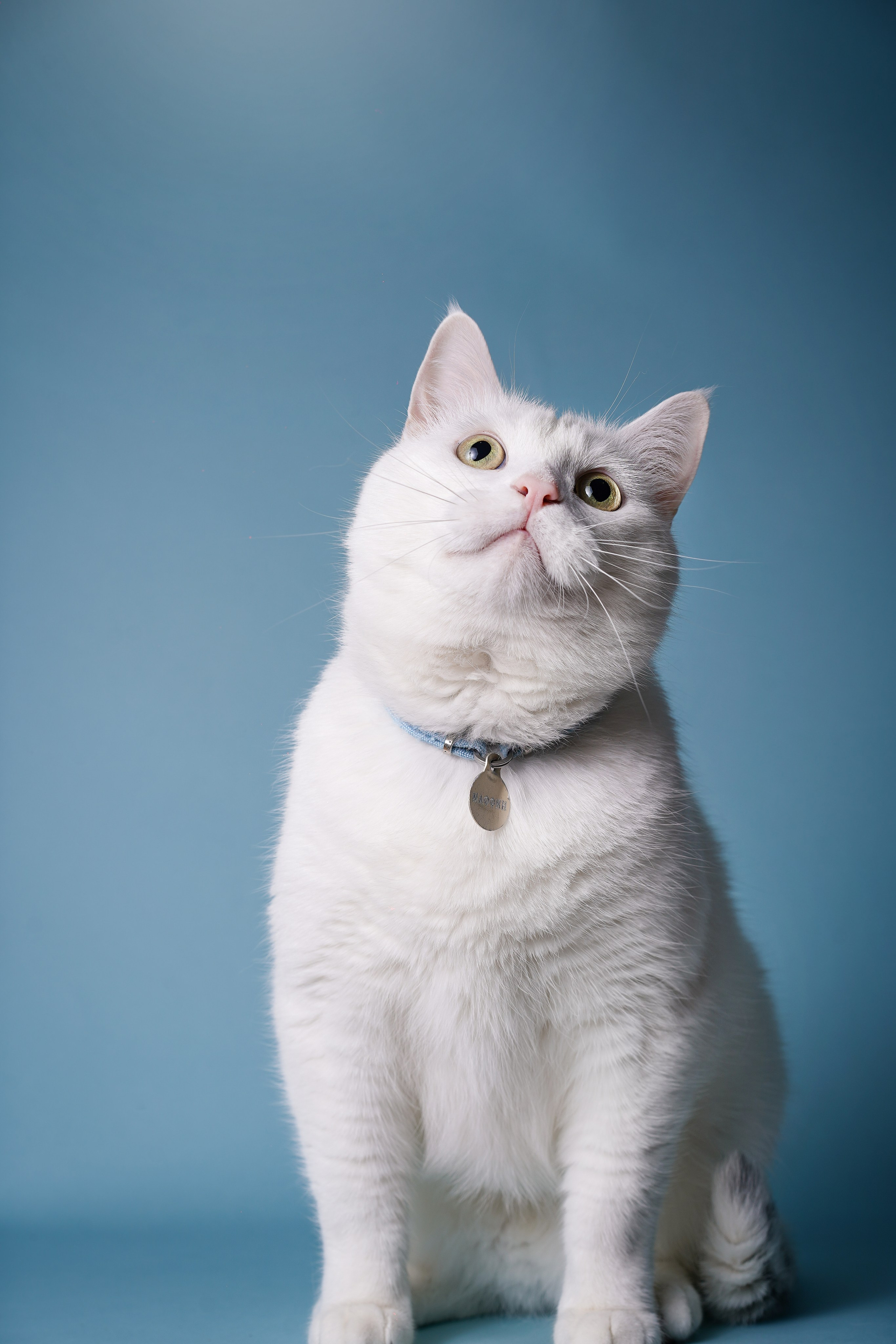 Маффин и Сэм. Фотограф-анималист в Санкт-Петербурге Яна Мартынова