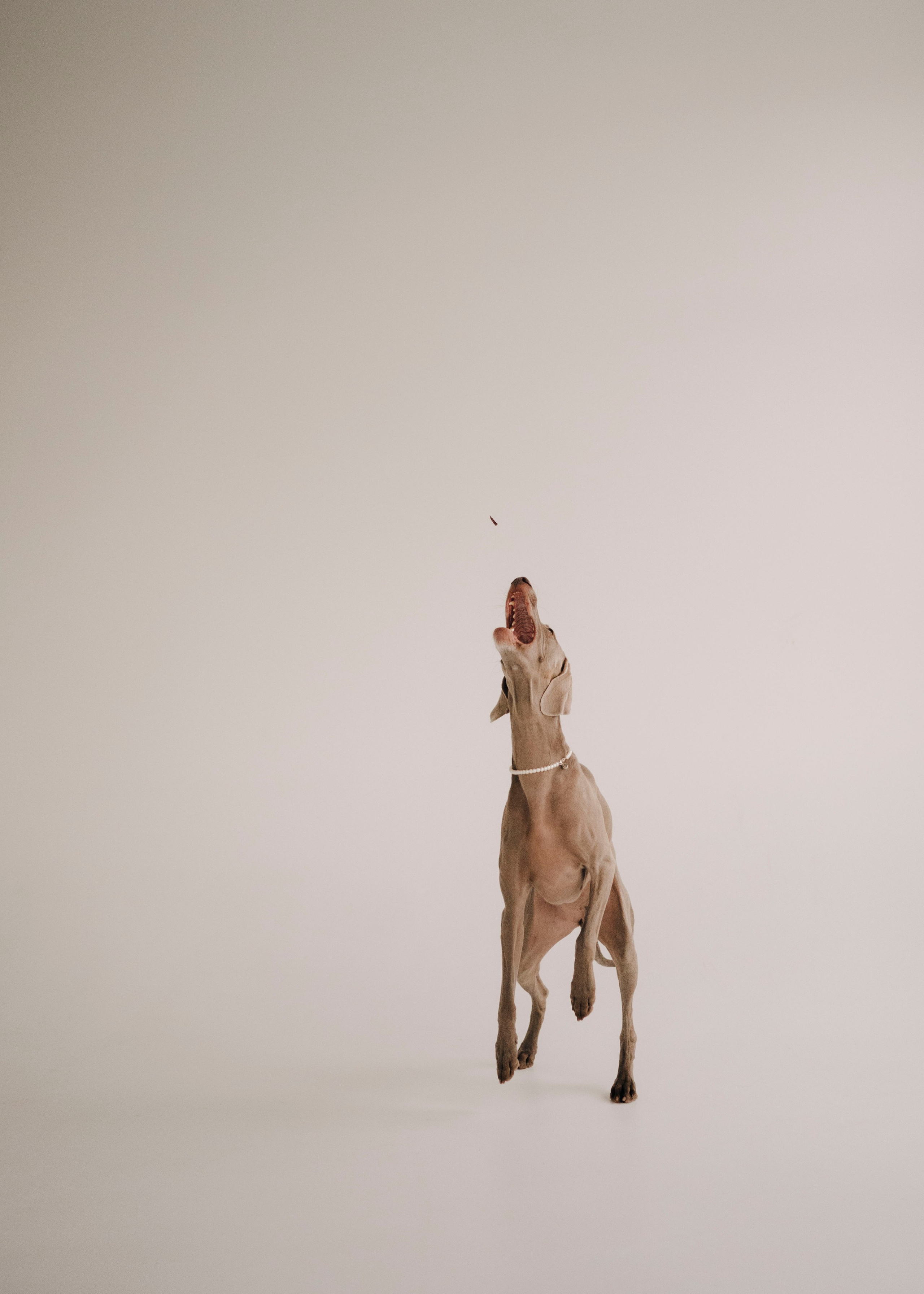 Фани. Фотограф- анималист Александра Матвеева