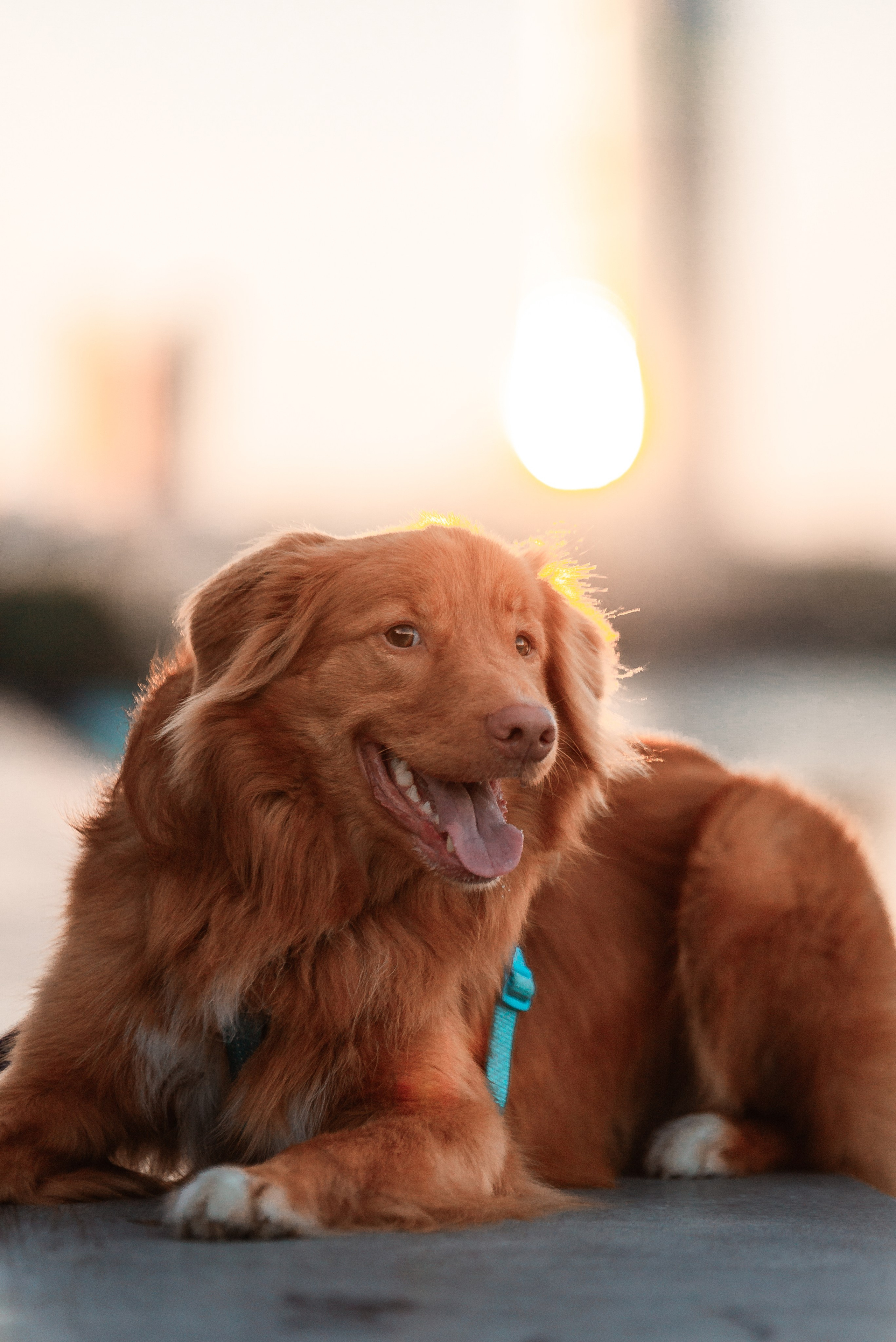 Таня и Лео. Фотограф-анималист Анастасия Парфенова|Екатеринбург