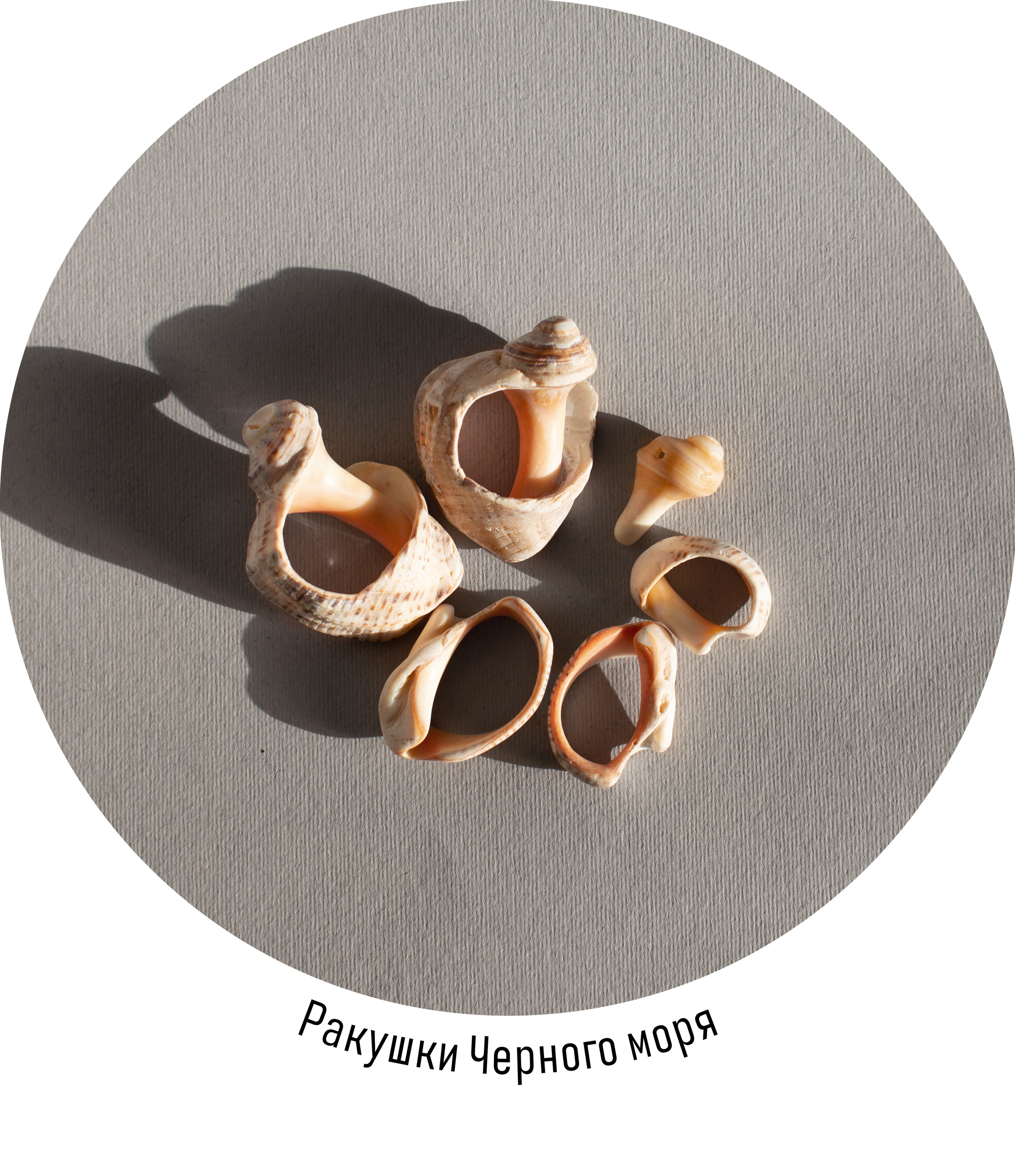 Зоя Альшаравнех