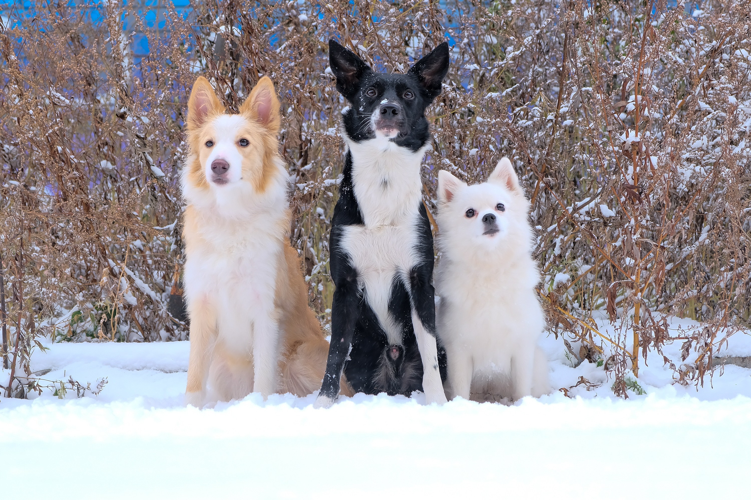 Съемка животных, собак, щенков, фото помета, портрет питомцев. Портретный и семейный фотограф в Перми Лена Лоза. Портрет для бизнеса