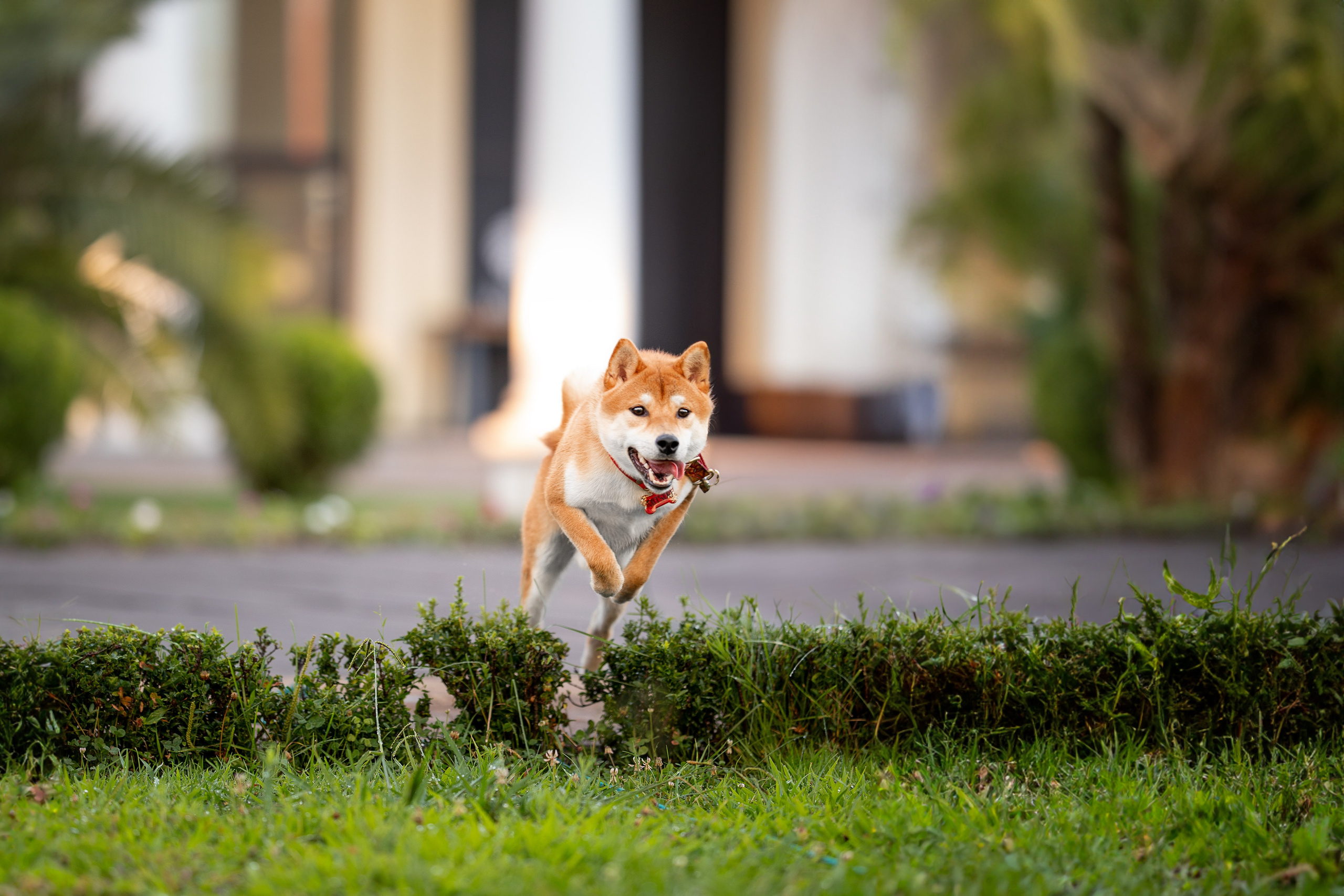 Митсоу, Сиба-Ину. Ирина Голомб|Фотограф-анималист в  Сочи и Калининграде