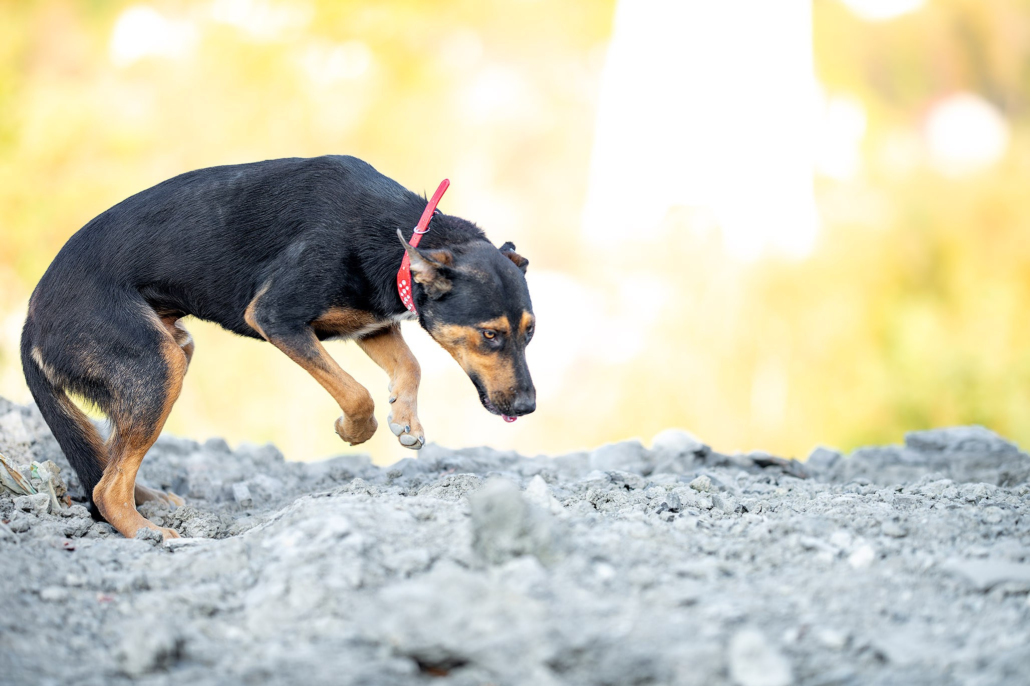 Кураторские питомцы с Пластунки. Ирина Голомб|Фотограф-анималист в  Сочи и Калининграде