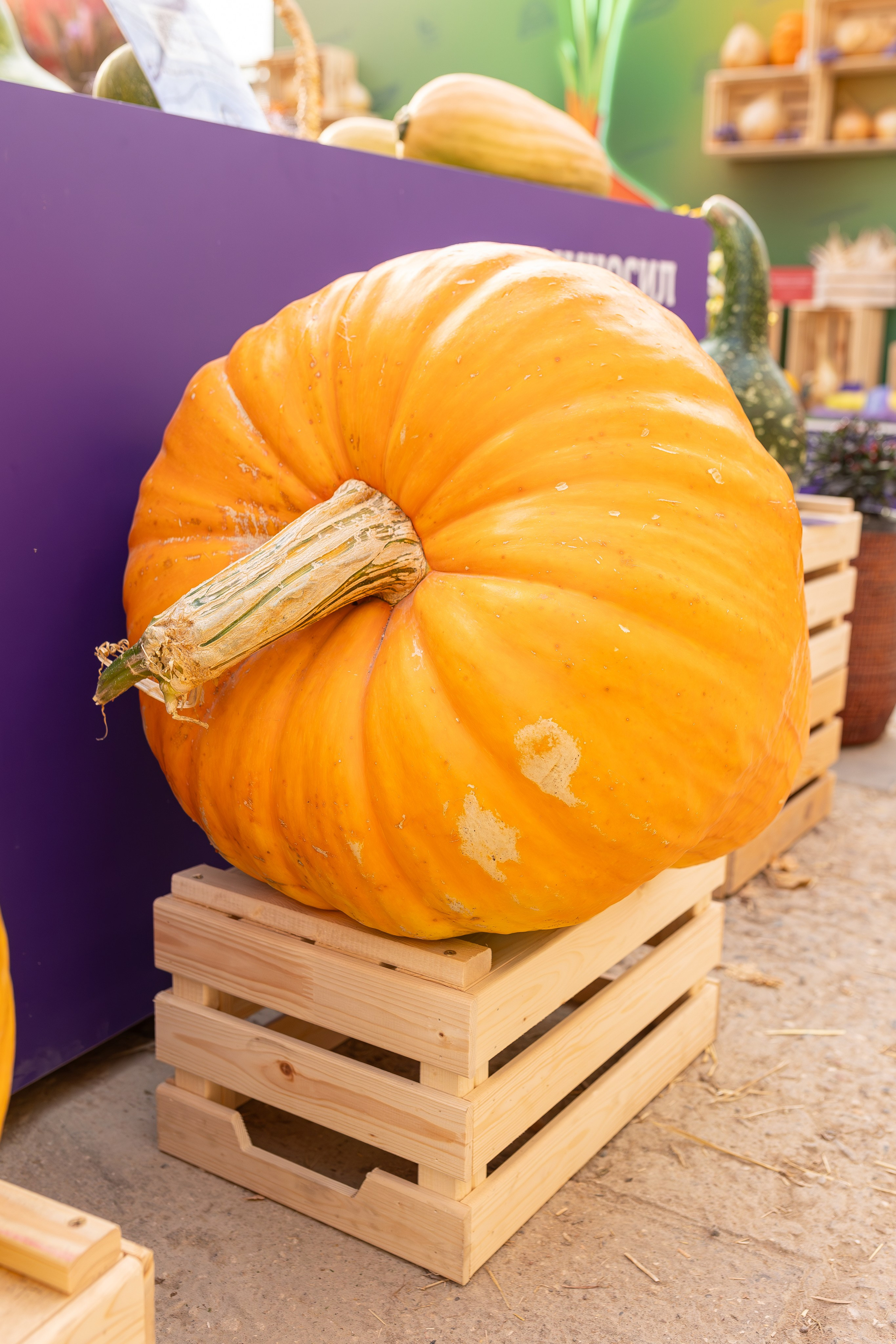 Овощи-гиганты. Александра Куликова фотограф, Москва