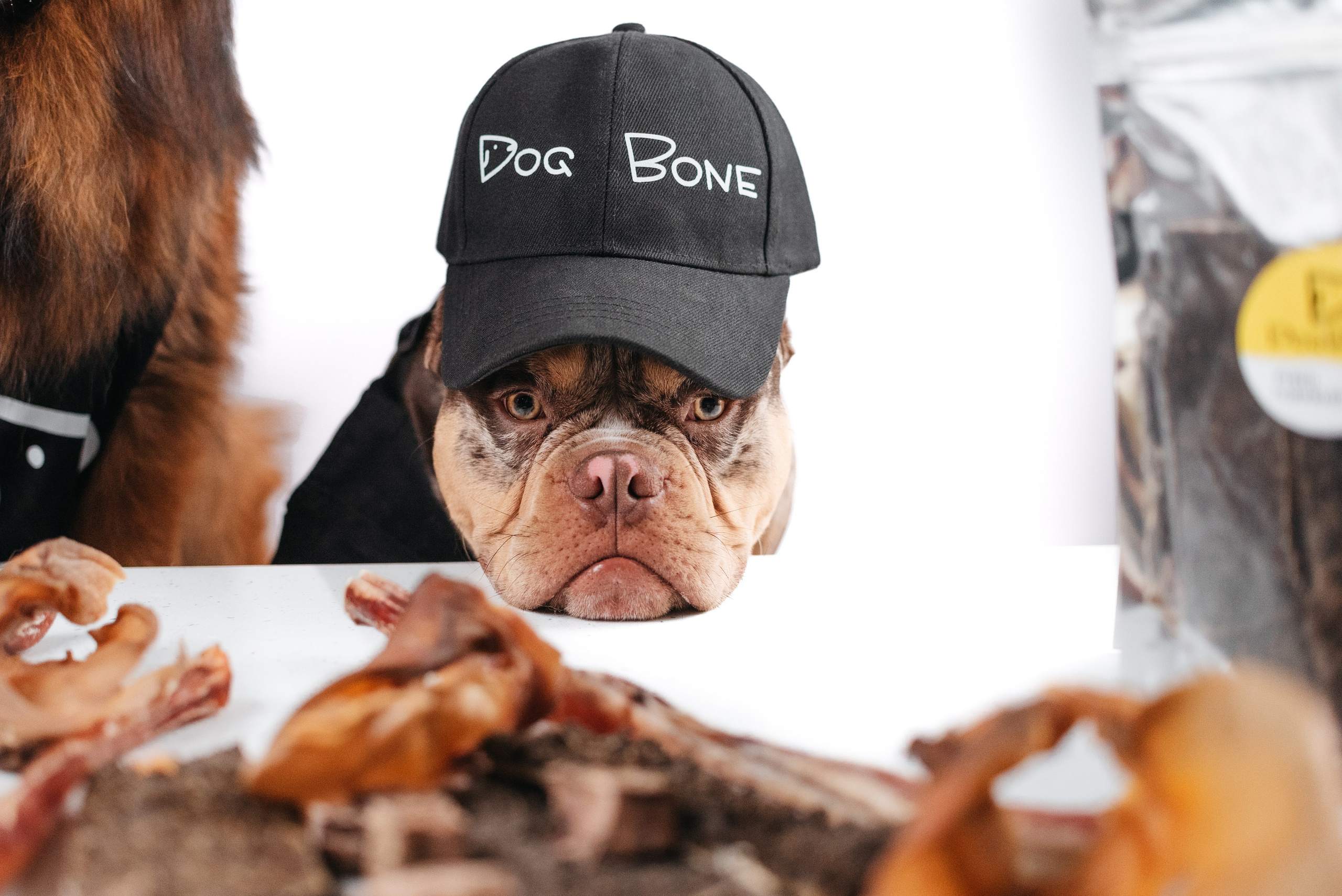 Dog Bone контент. Фотограф-анималист Валерия, Москва, Мытищи