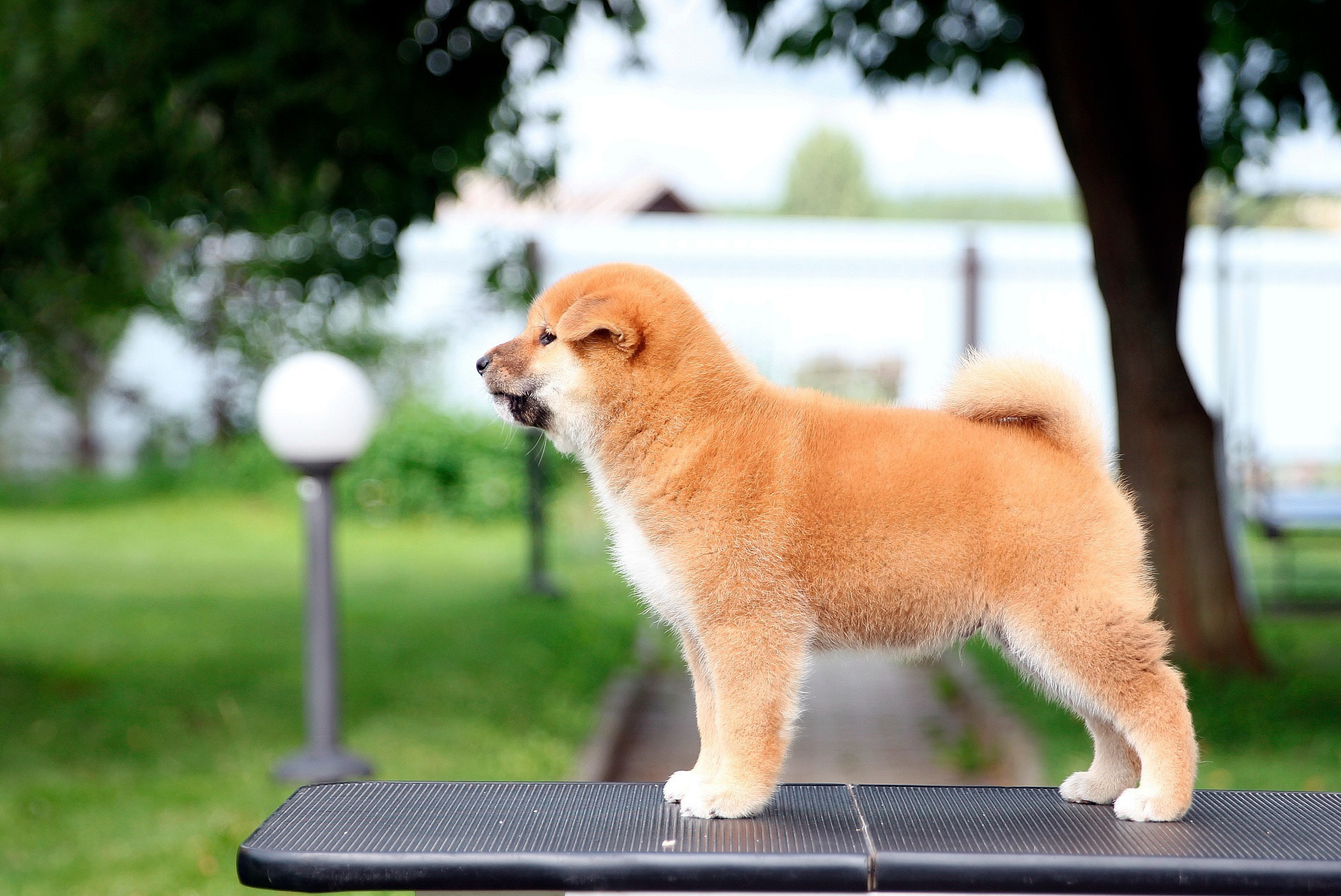 SHIOMARU EVER DREAM, RUBYLIGHT KENNEL, St.Petersburg