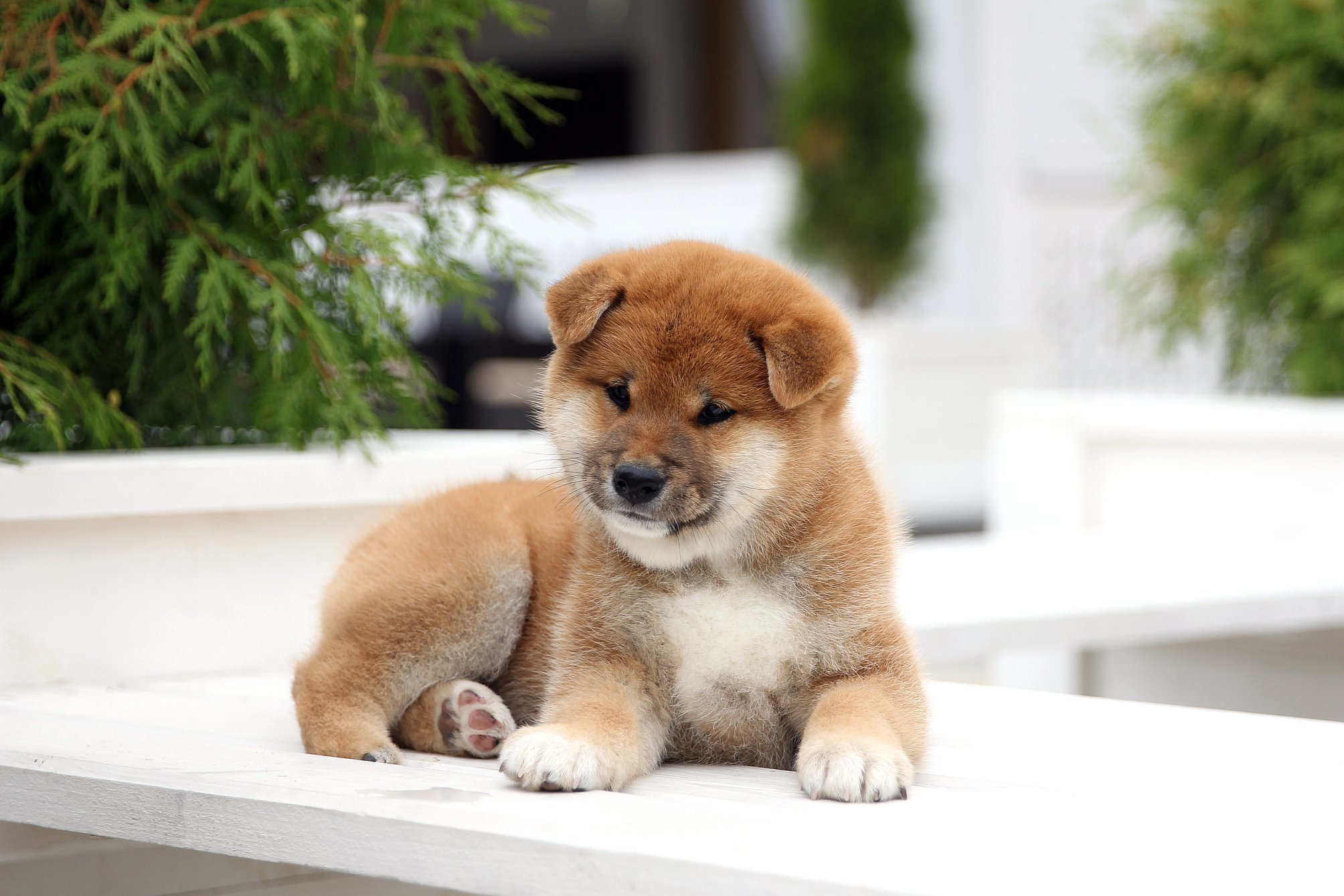 SHIOMARU EVER DREAM, RUBYLIGHT KENNEL, St.Petersburg