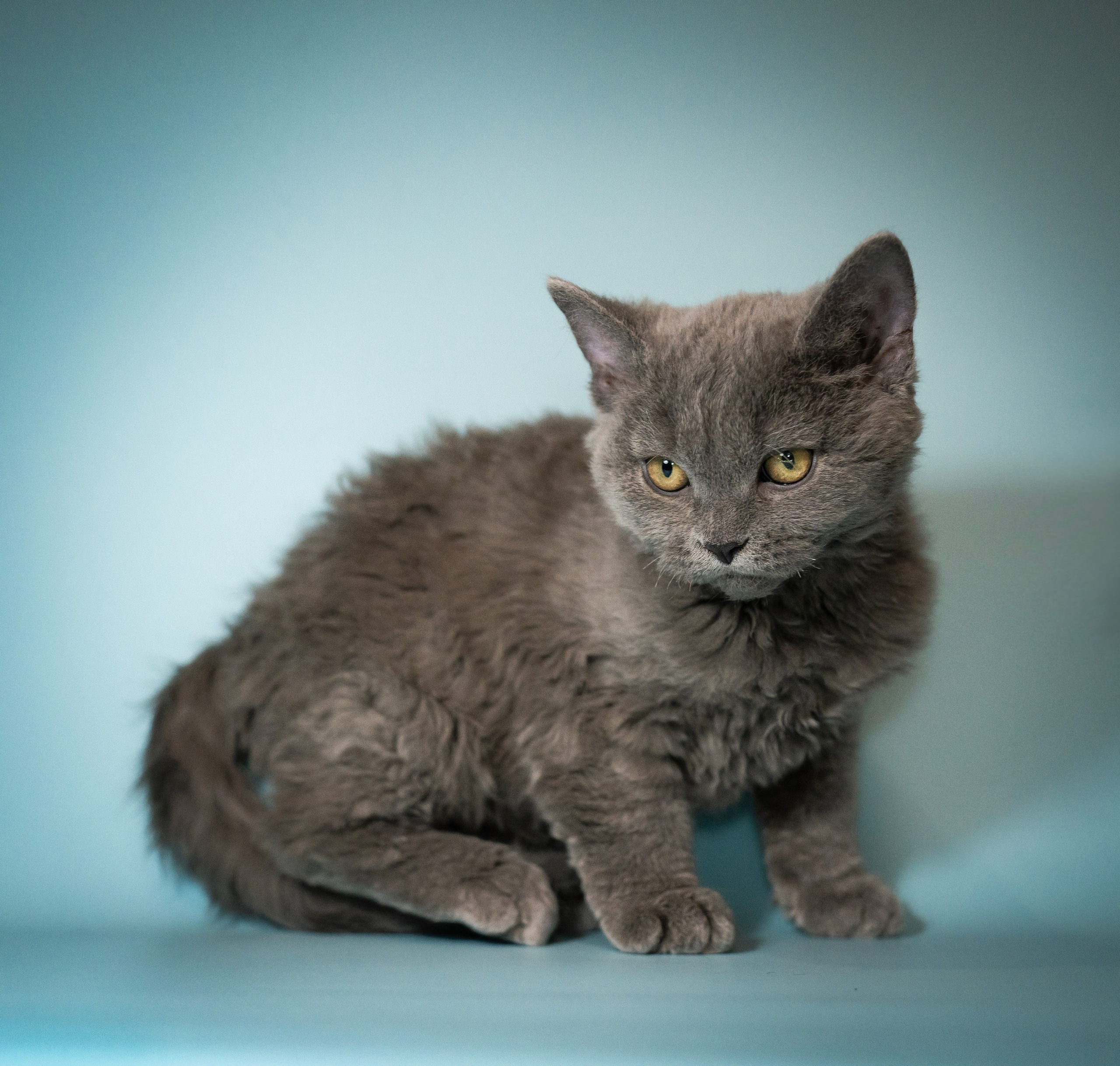 Котики. Семейный фотограф анималист г. Находка