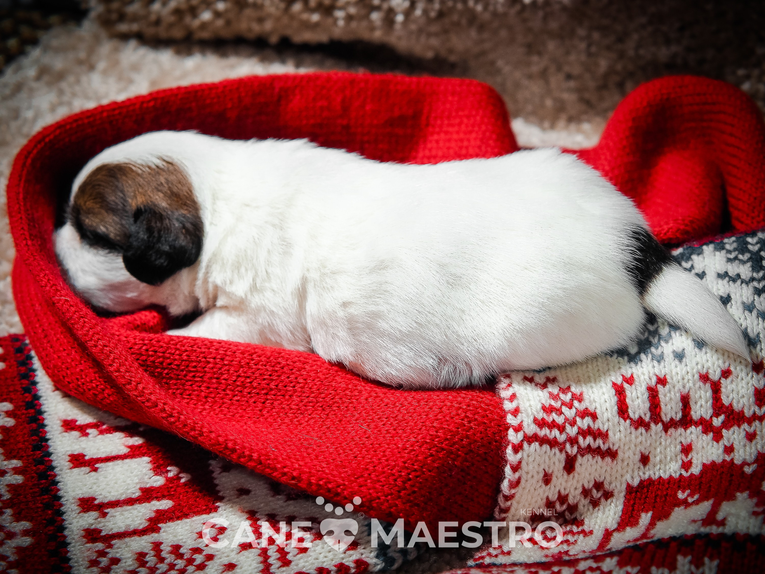 1КОБЛ_МОНОКЛЬ_Ц_ЛИТТЕР. CANE MAESTRO — kennel Jack Russell Terrier