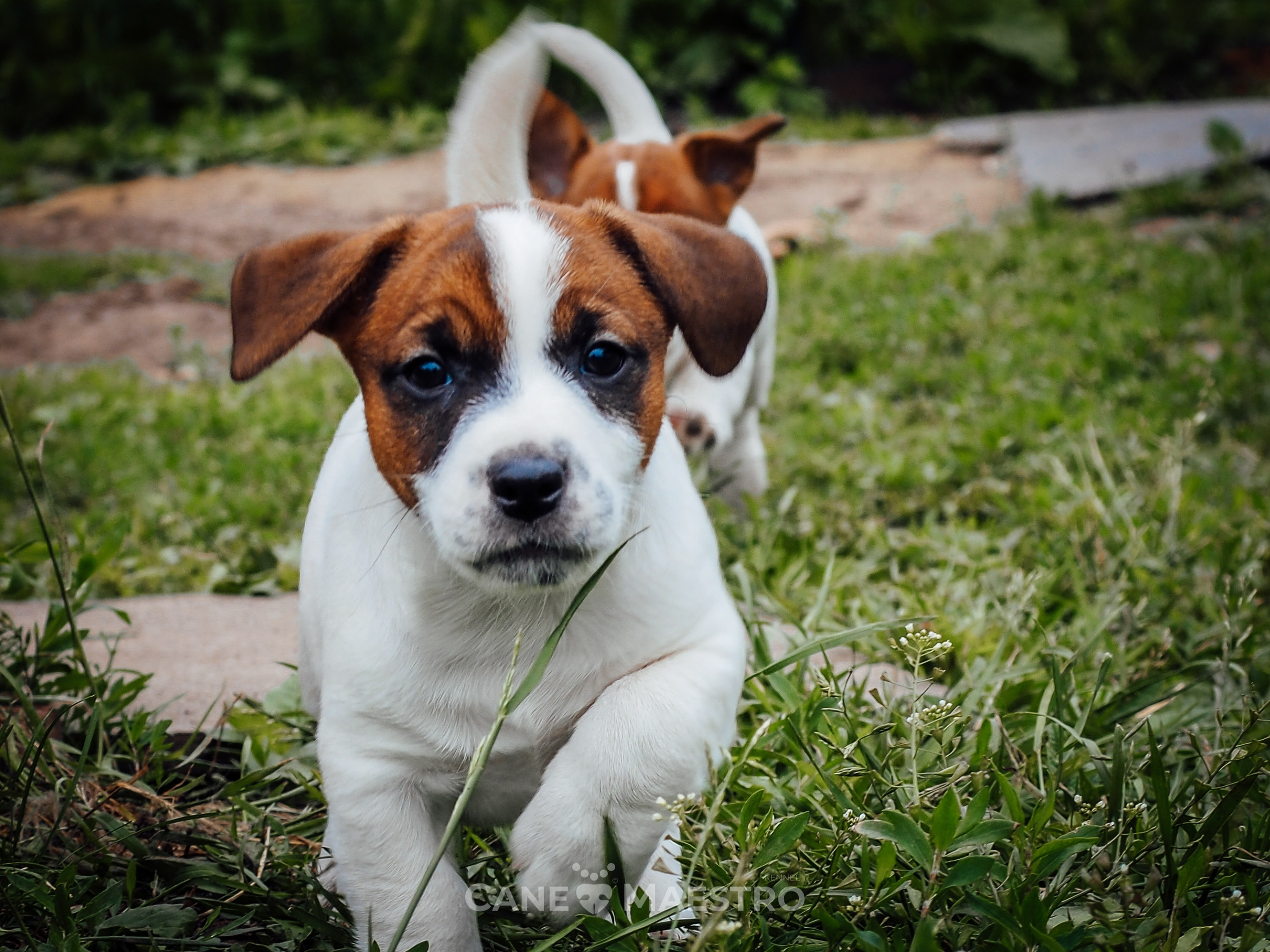 Ш_2_MALE_SHERY_BRANDY. CANE MAESTRO — kennel Jack Russell Terrier