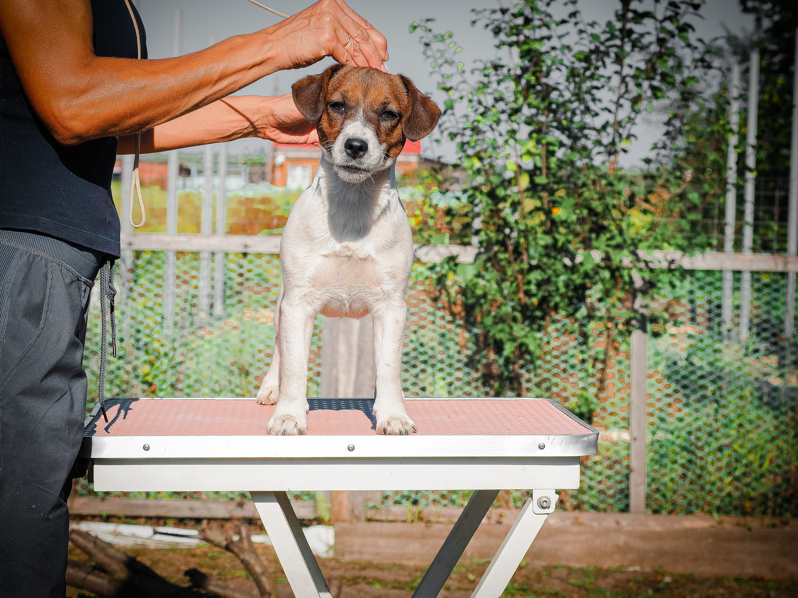 Щенок Джек-рассел-терьер. КМ ФЕЛИЧИТА. Гладкий тип шерсти. Девочка №2. КАНЕ МАЭСТРО — питомник Джек рассел терьеров