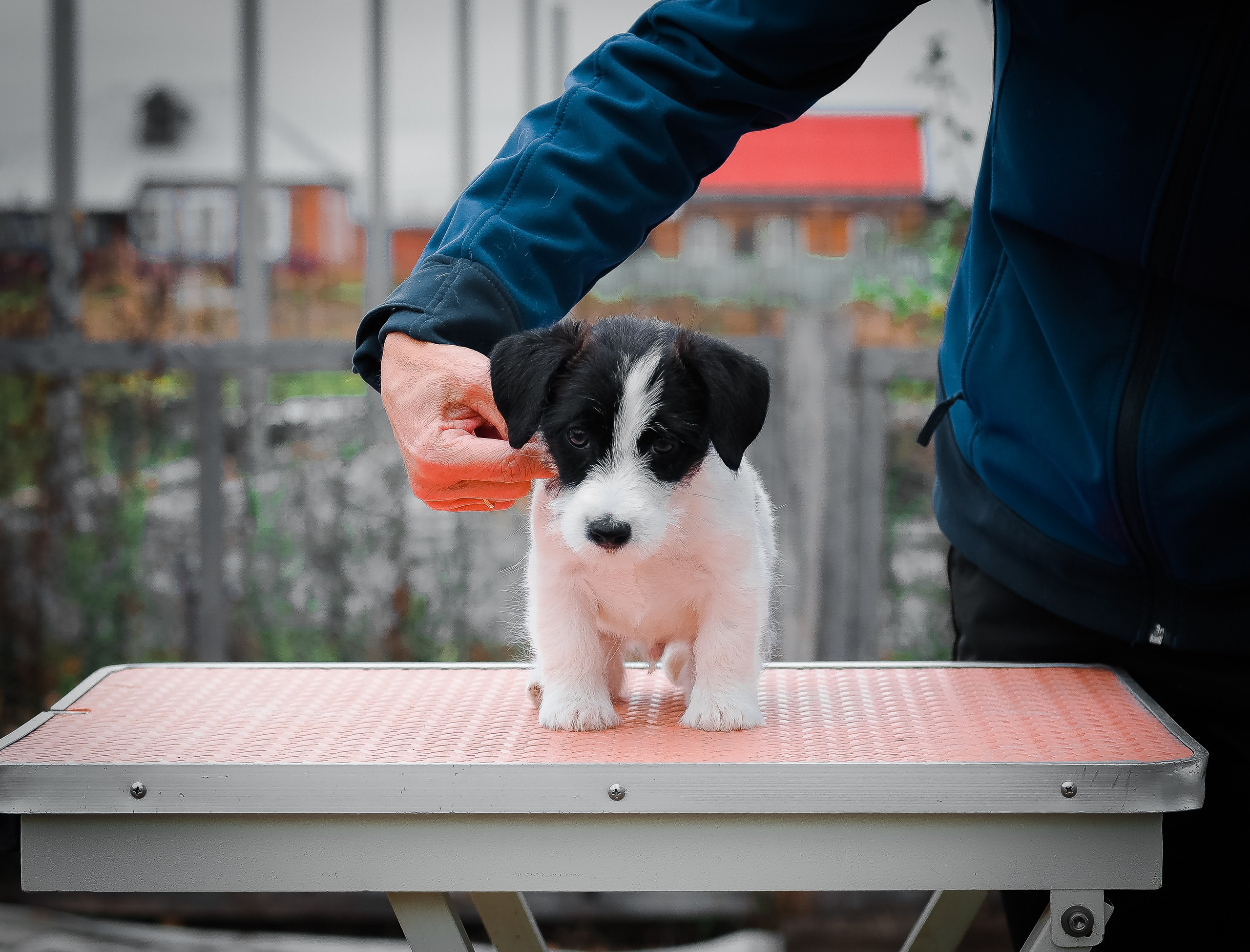 X_КОБЛ_4_БЕЛ_ЧЕРН. CANE MAESTRO — kennel Jack Russell Terrier