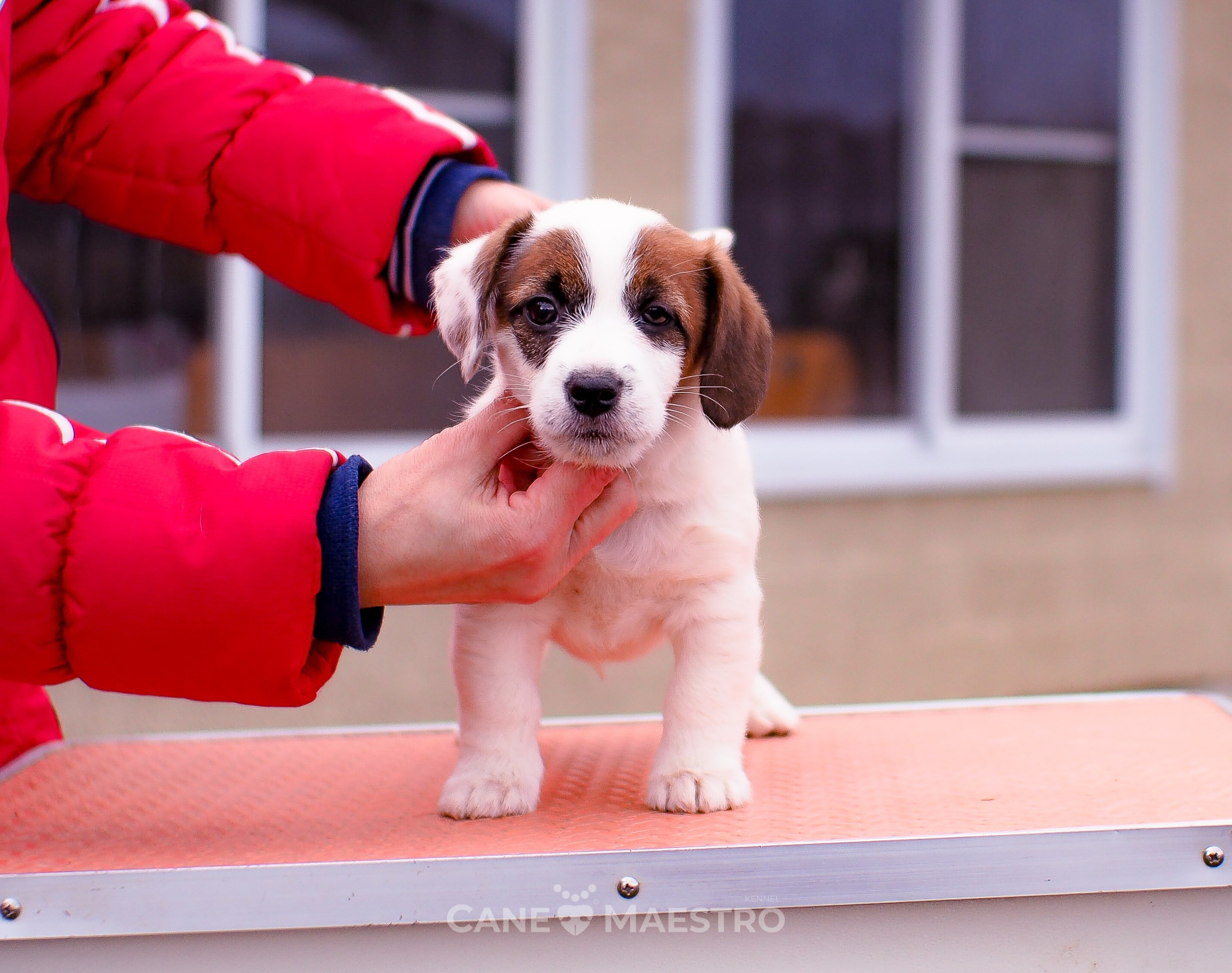 1КОБЛ_МОНОКЛЬ_Ц_ЛИТТЕР. CANE MAESTRO — kennel Jack Russell Terrier