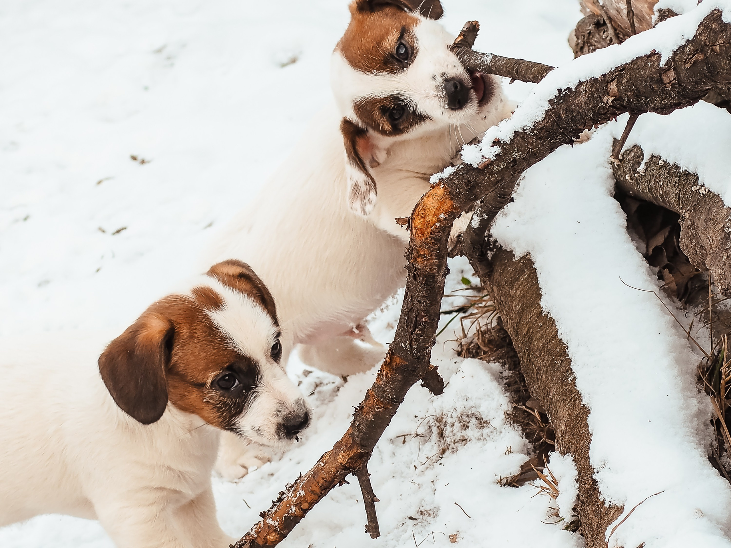 3_Девочка_СНЕЖНАЯ_Ц. CANE MAESTRO — kennel Jack Russell Terrier