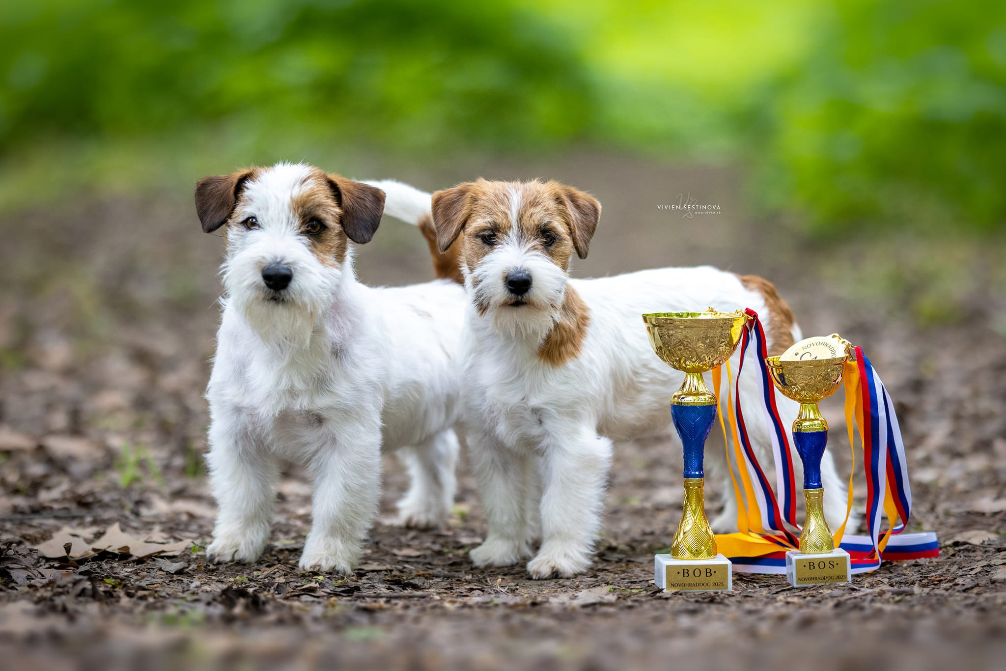 CM NIMBUS. КАНЕ МАЭСТРО — питомник Джек рассел терьеров