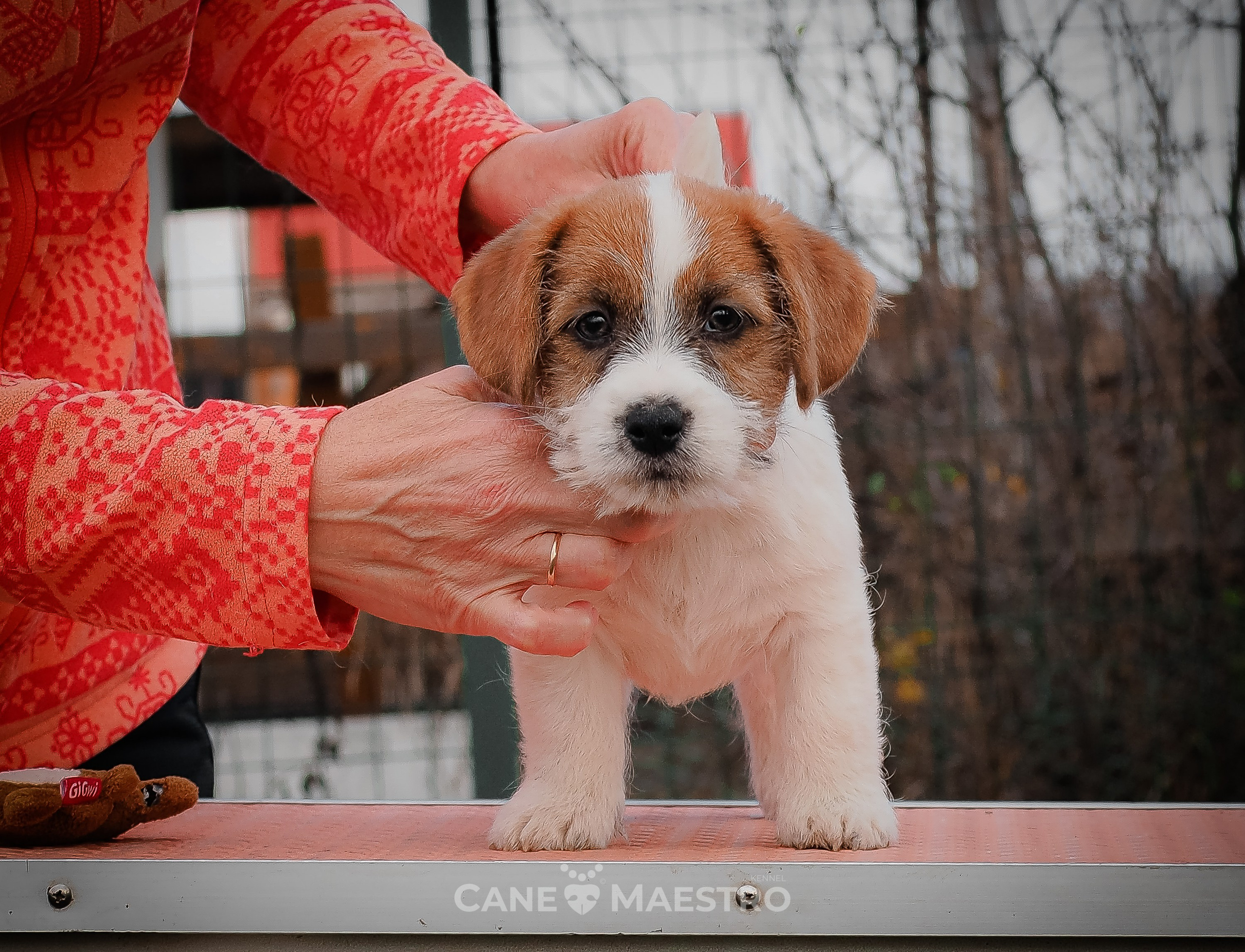 КобZ_3_брыж-27_08_25. КАНЕ МАЭСТРО — питомник Джек рассел терьеров