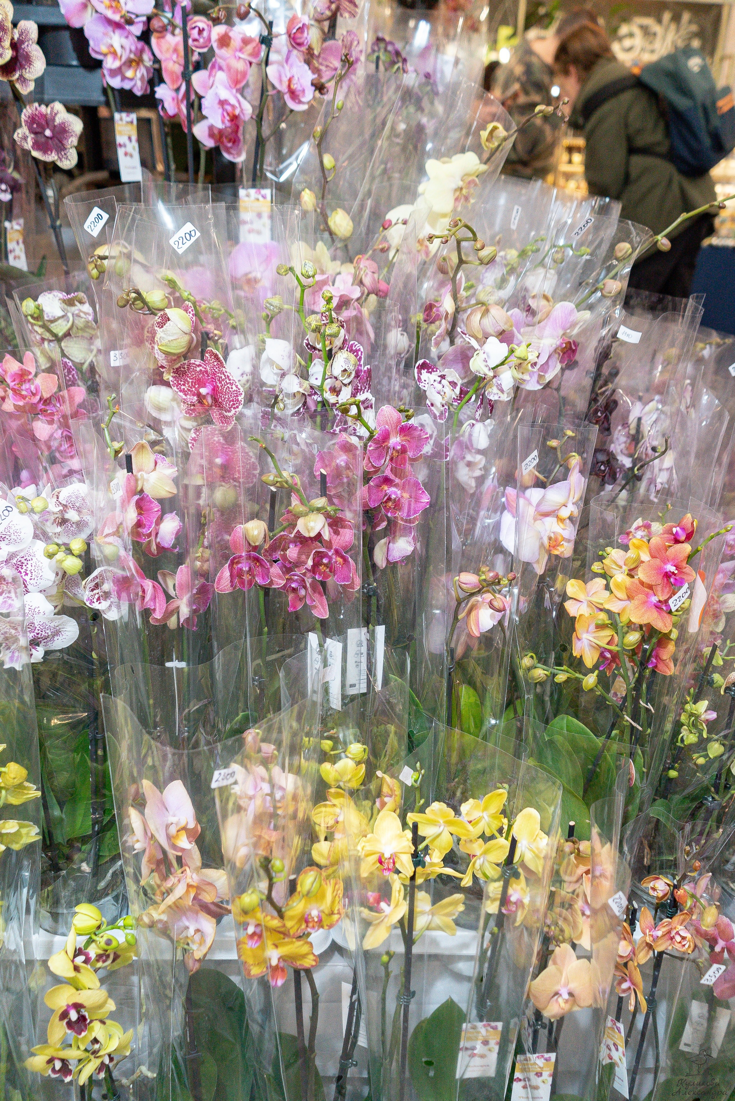 Гроубокс Артплей апрель. Александра Куликова фотограф, Москва