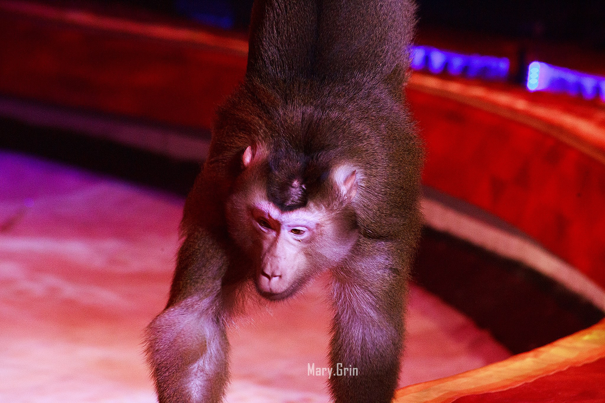 Цирк Гии Эрадзе. Детский и семейный фотограф, фотограф мероприятий Нижний Новгород