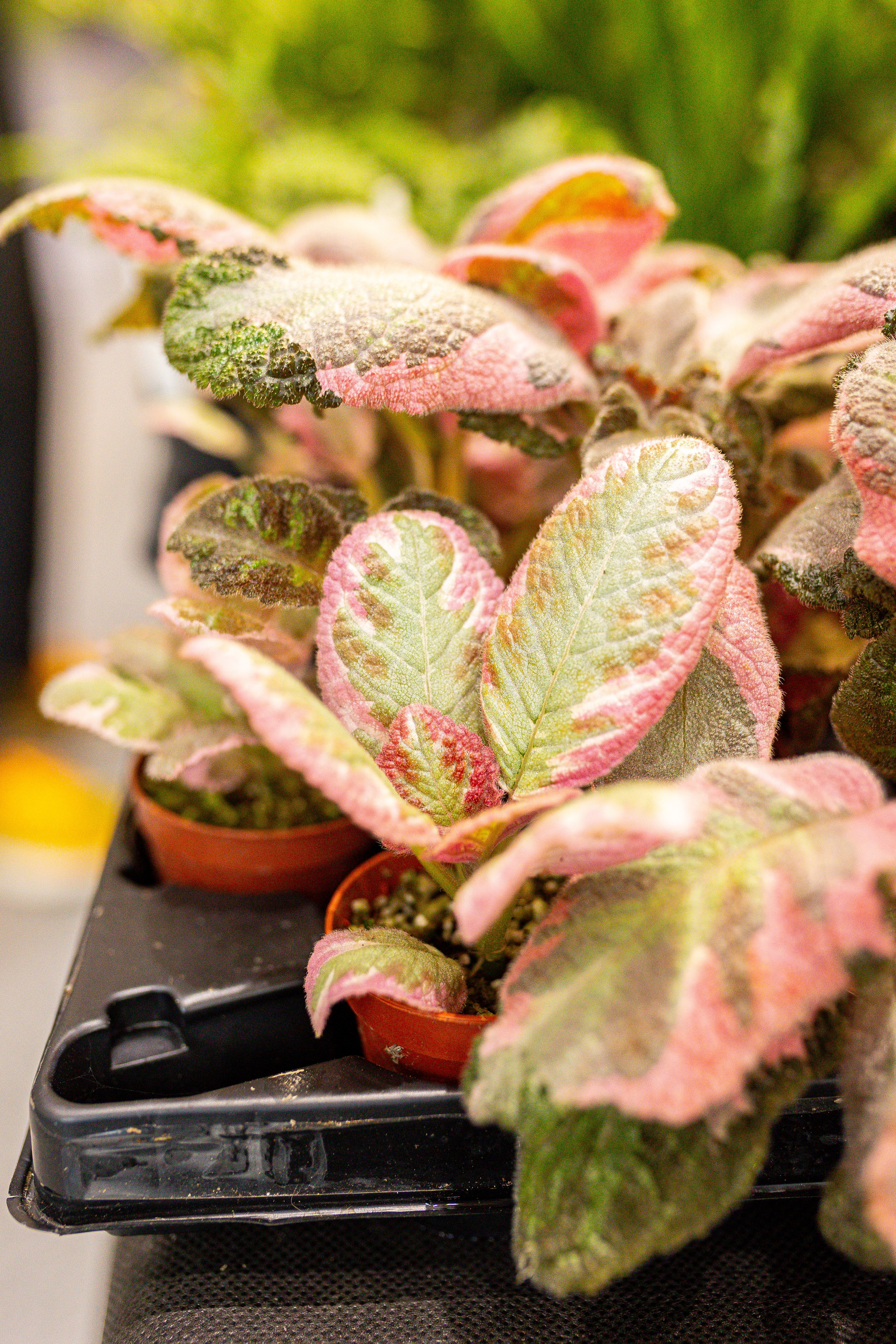 Орхидиум сентябрь 2025. Александра Куликова фотограф, Москва