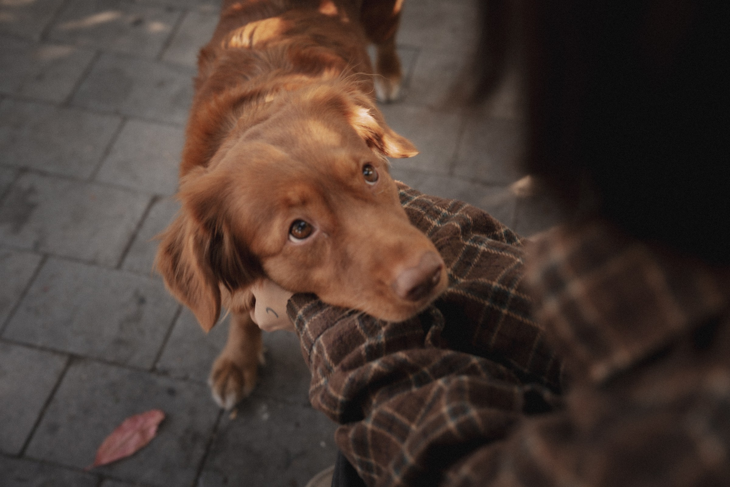 Солнечные лапки ♡ Полина и Эста. Свадебный и портретный фотограф в Москве, Светлана Янковая
