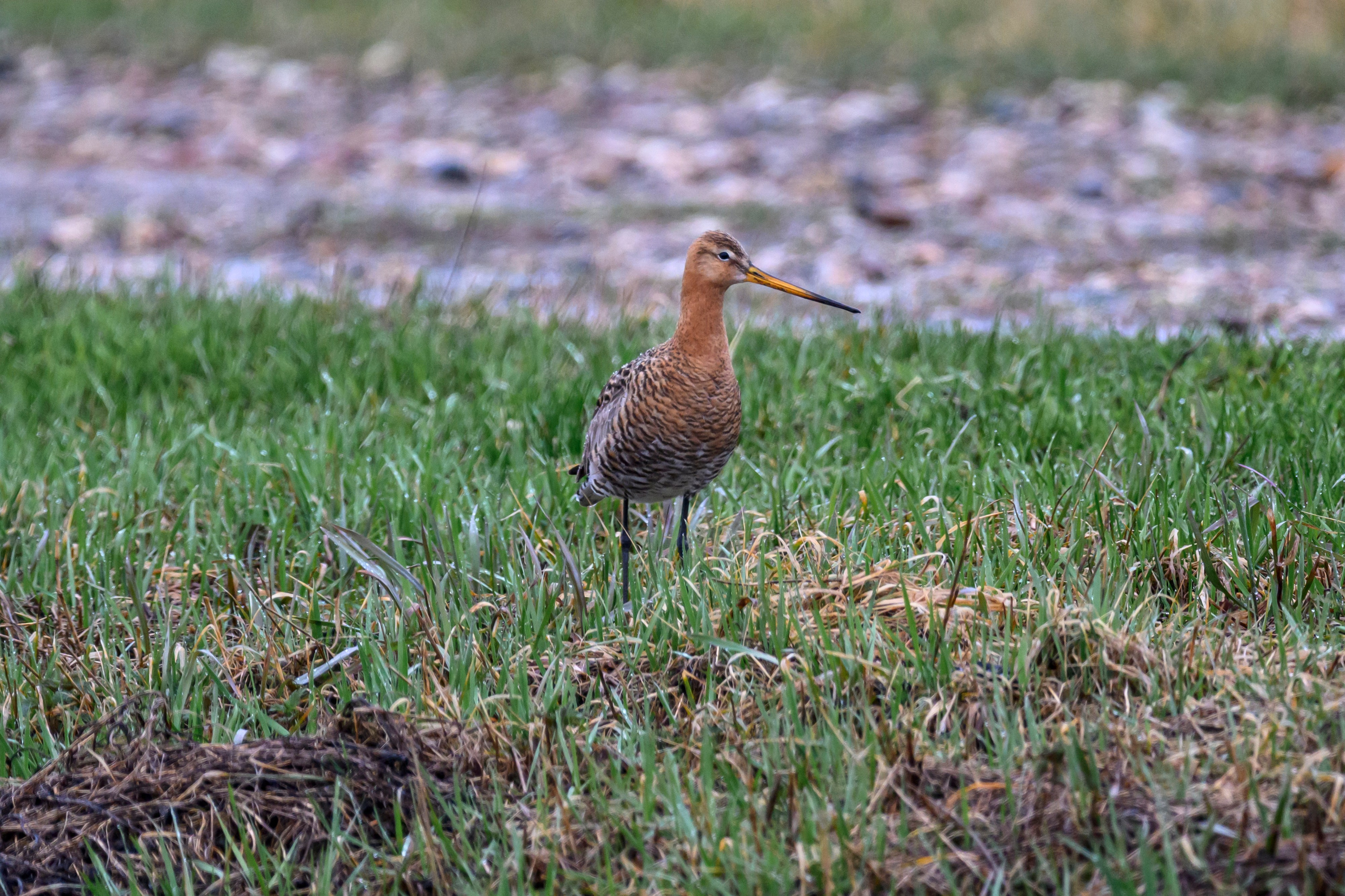 Большой кроншнеп. Фотограф Сергей Пупонин