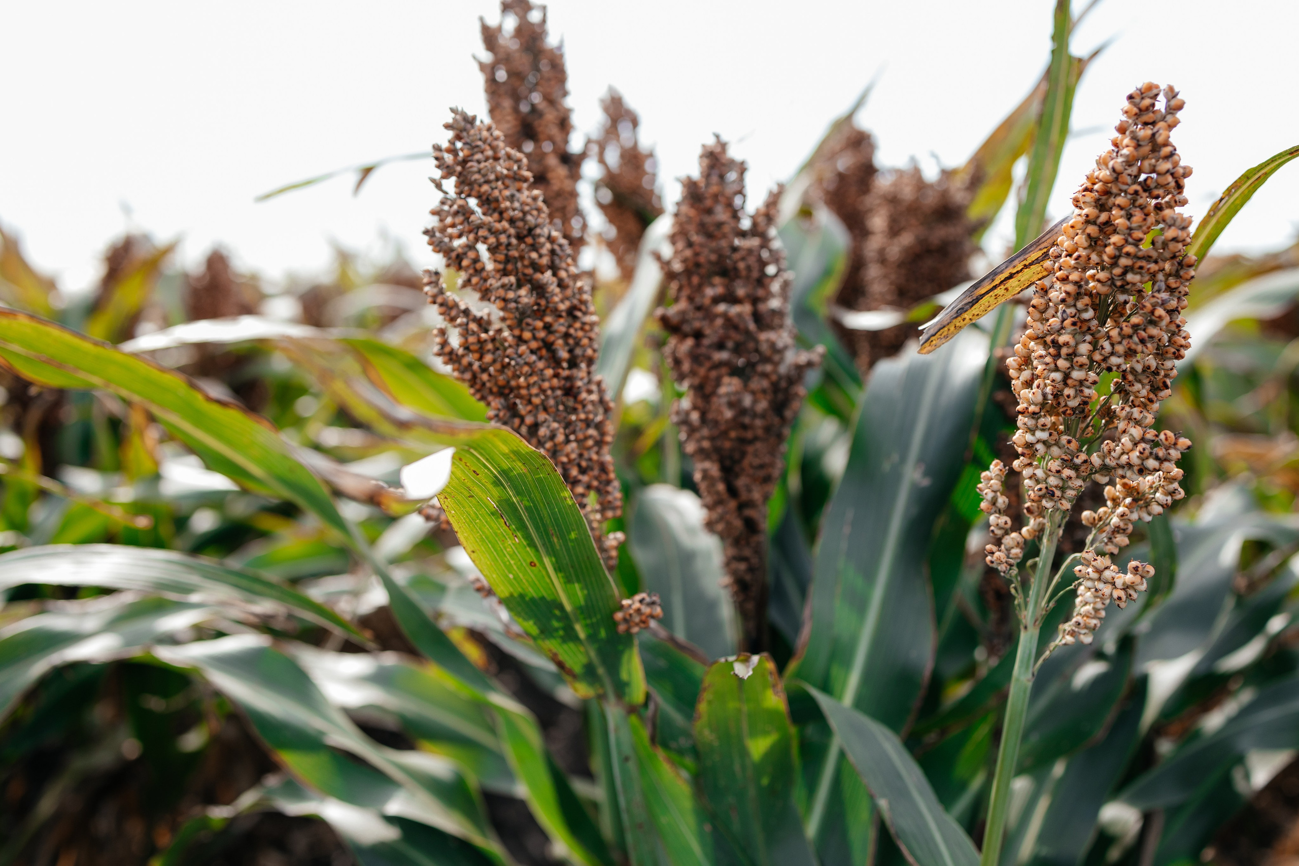 День поля. Фотограф Крохин Олег