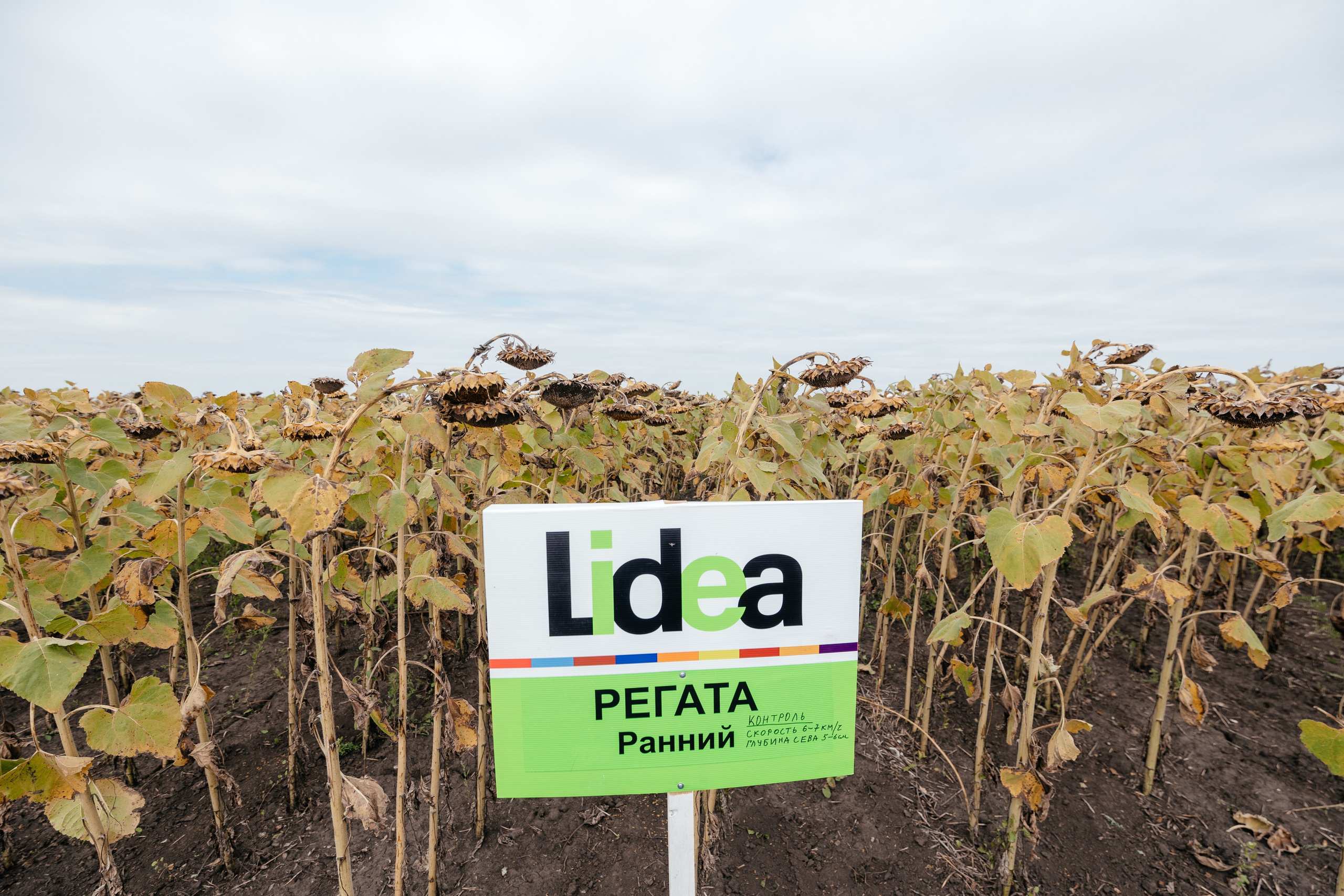 День поля. Фотограф Крохин Олег