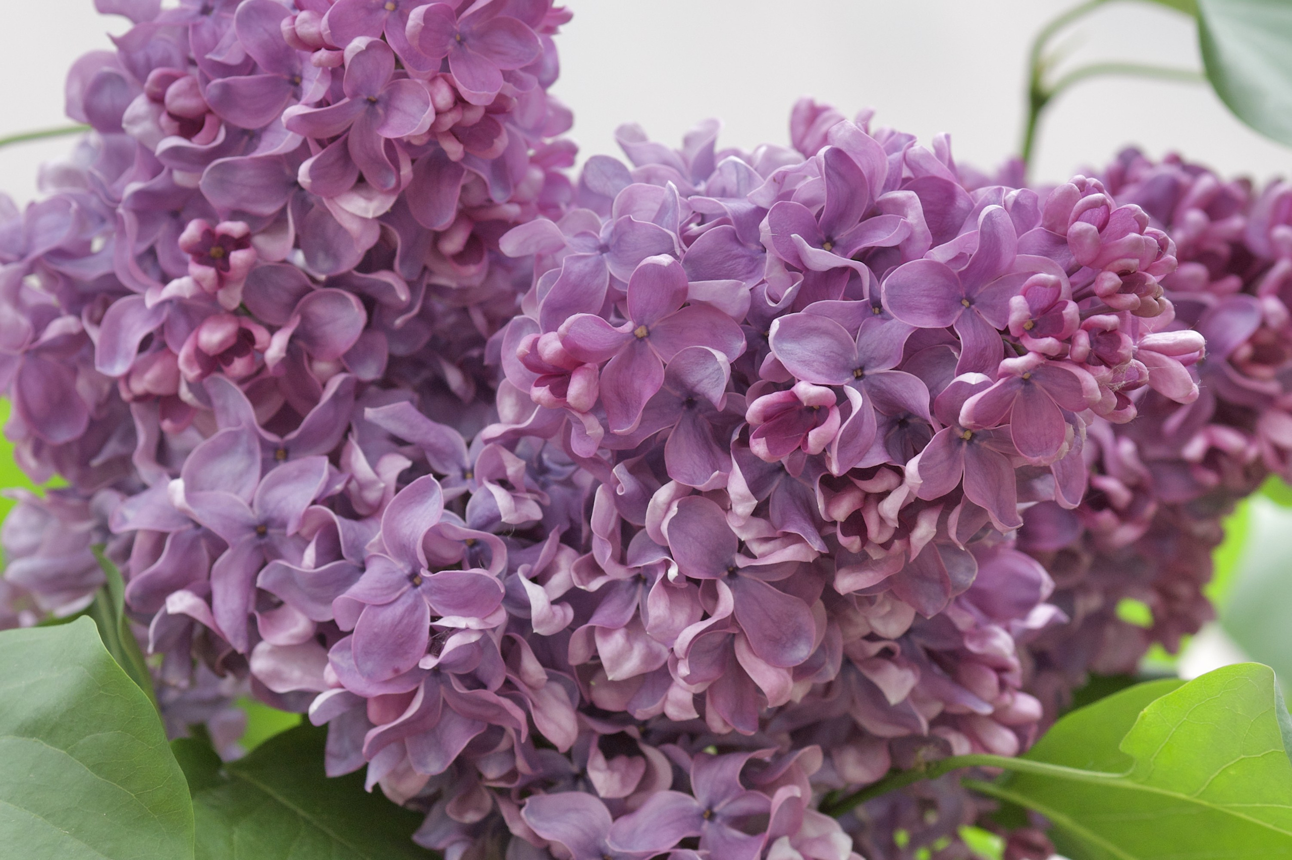 Чудесная природа. Школьные выпускные альбомы в Москве Марина Николаева