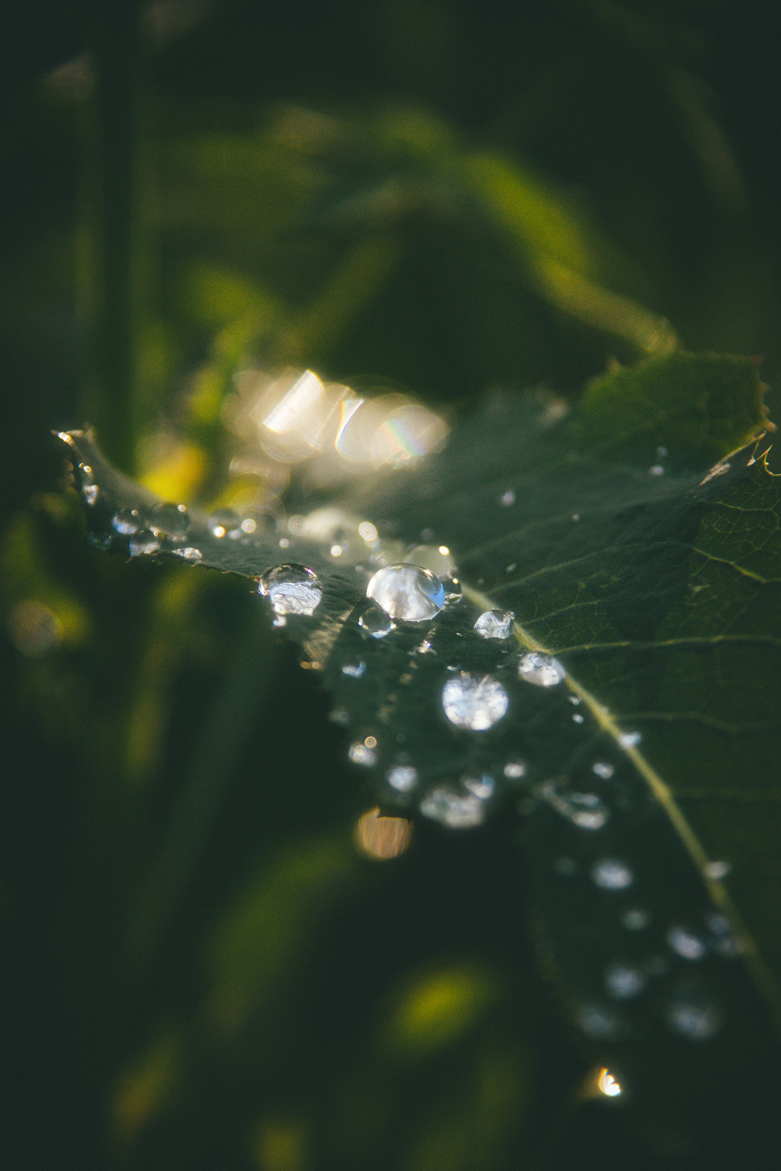 Природа. Darinishna Фэнтези-фотограф Хабаровск