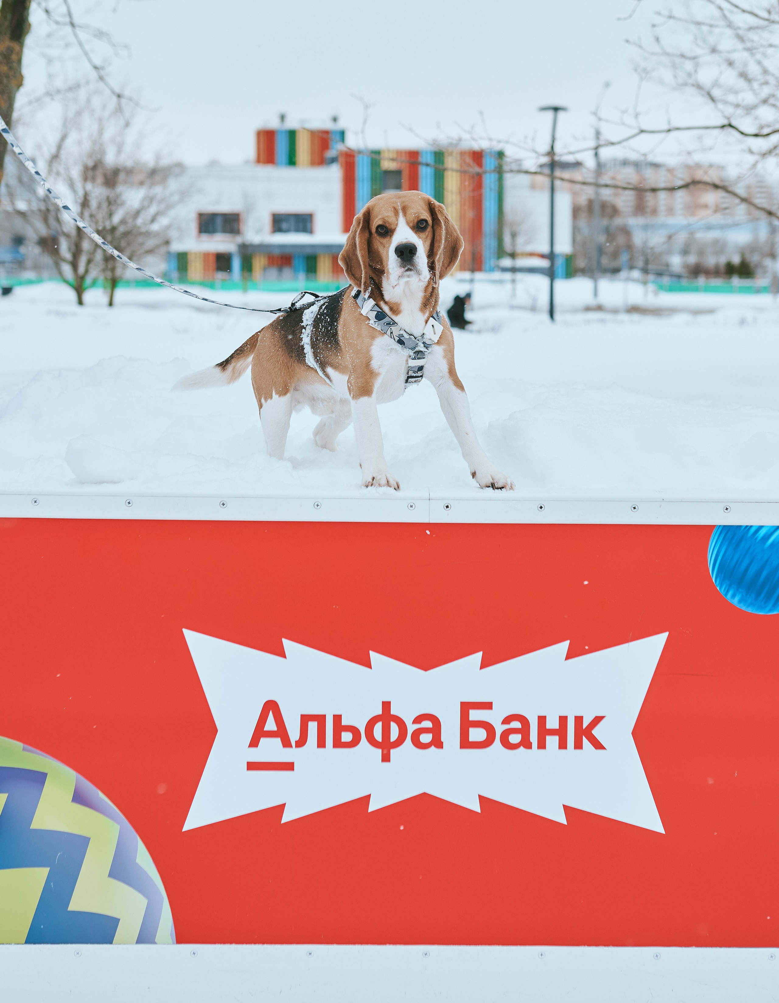 Альфа Банк и Winter fest (репортаж). Портретный фотограф Таня Кудрявцева