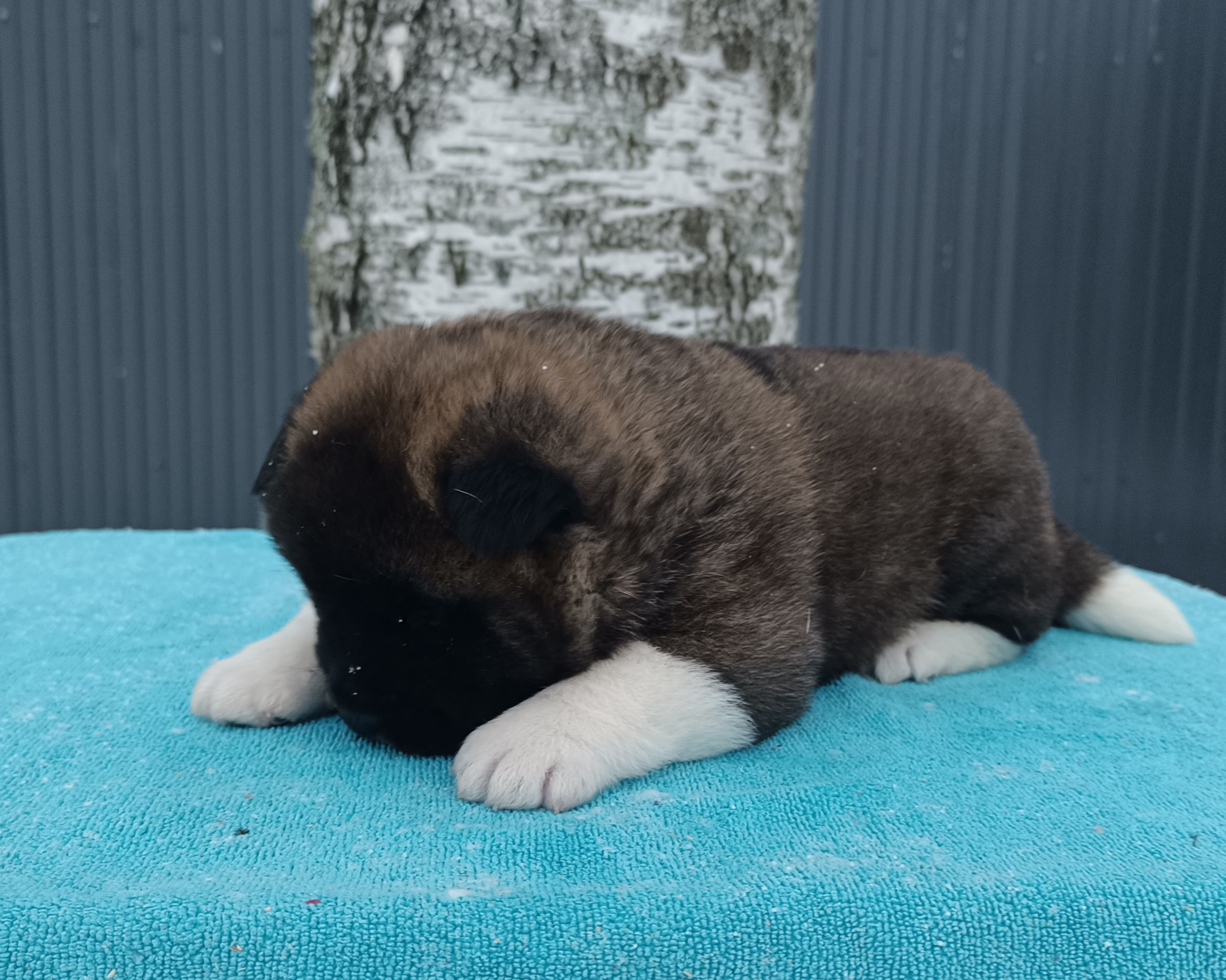 Американская акита  щенки питомник Санкт-Петербург клубные щенки Американская акита питомник RUBYLIGHT Рубилайт купить щенка американской акиты