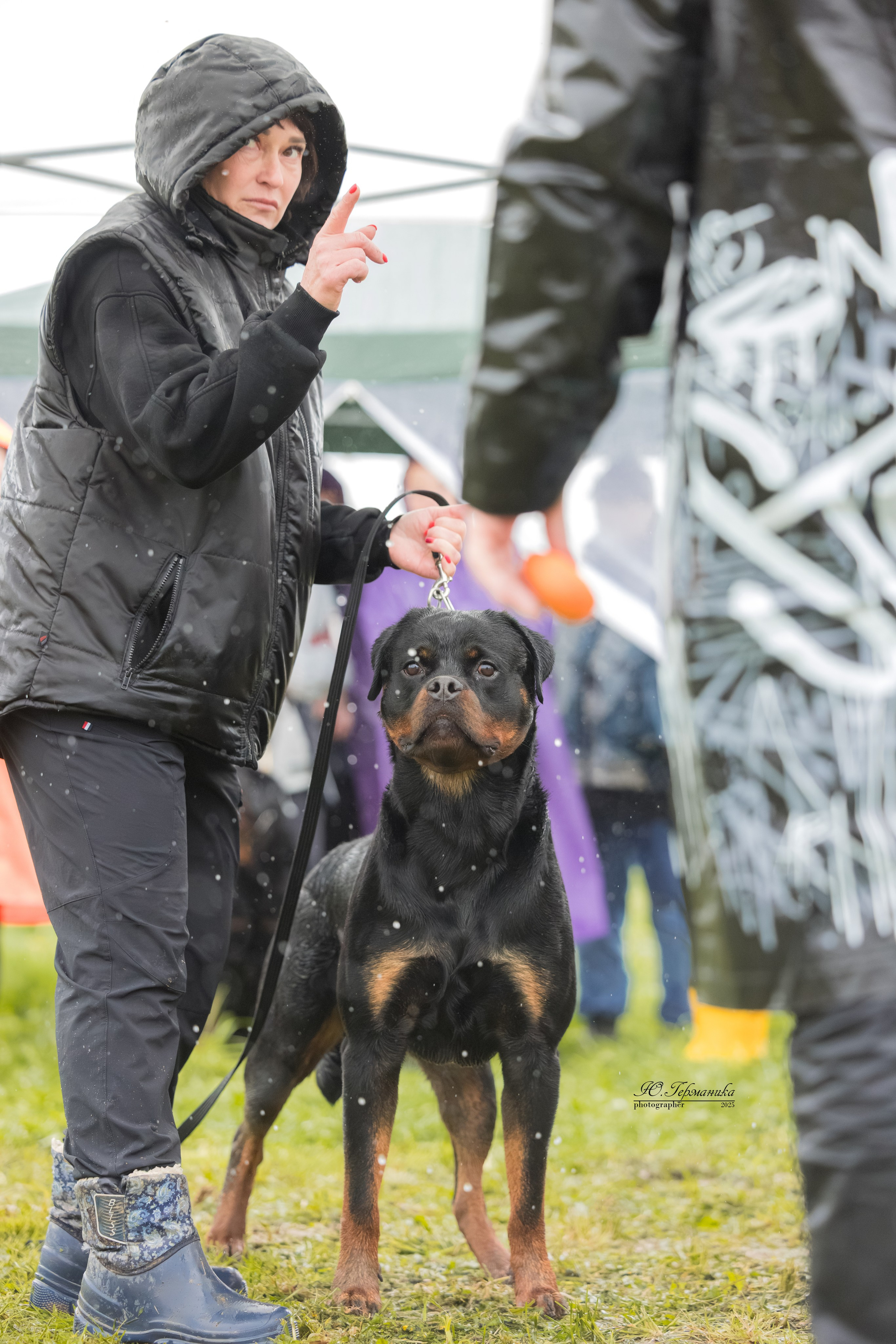 Нижний Новгород 2хмоно ротвейлеров 10-11.05.2025. Фотограф-анималист Юлия Германика