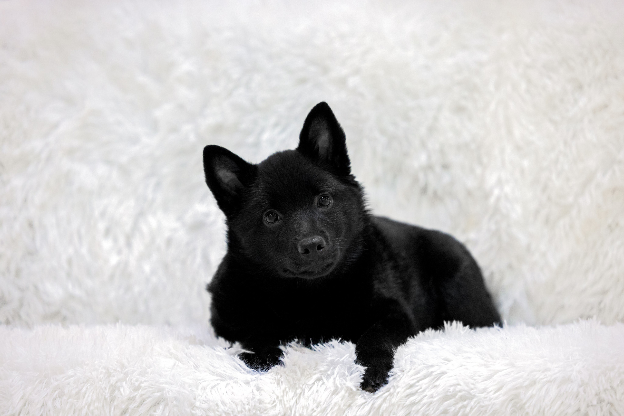 Крокус 3,9 и 10.12.2023. Фотограф-анималист Юлия Германика