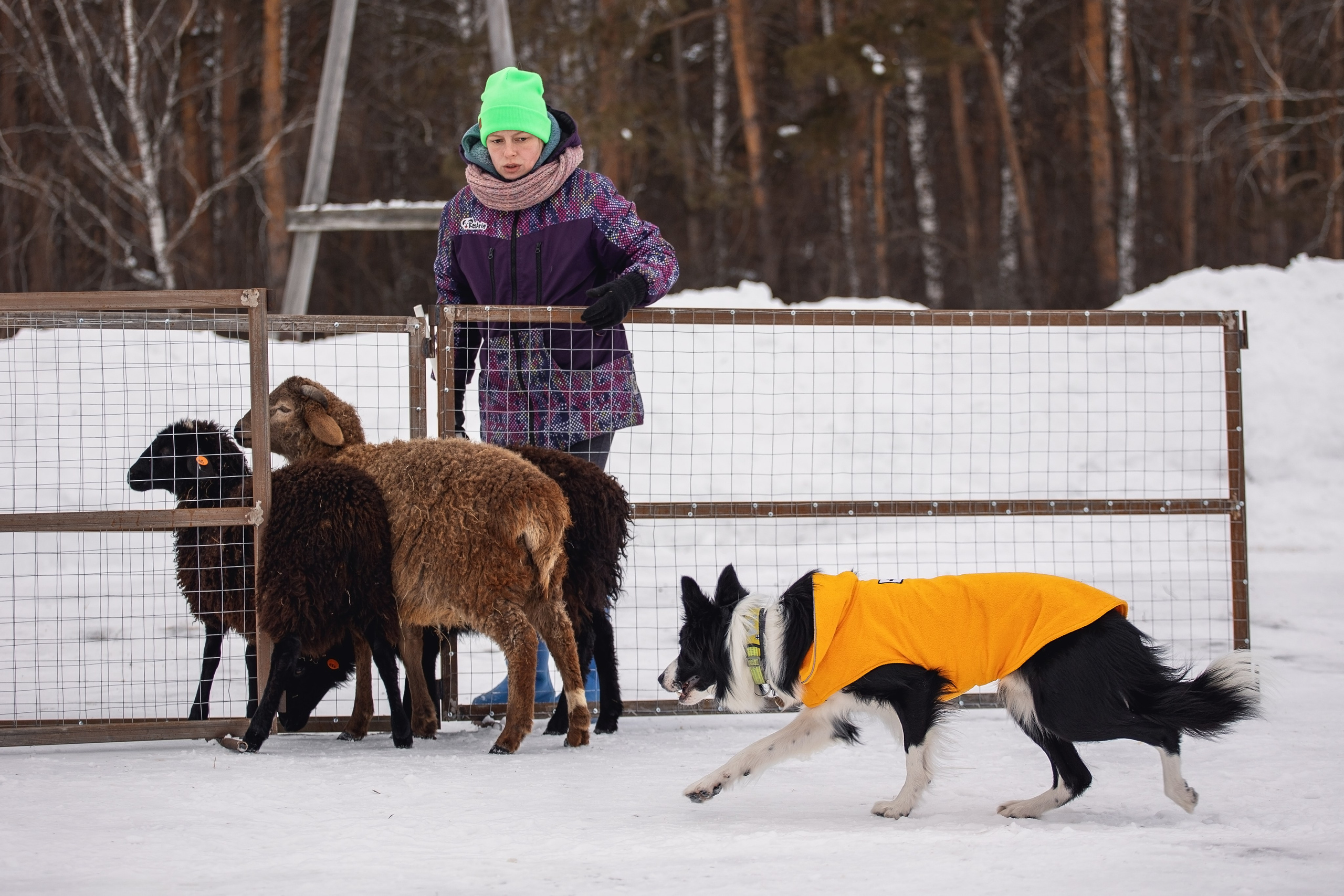 Татьяна и Ран. YULA KOLESOVA | Фотограф — Анималист | Художник | Тюмень