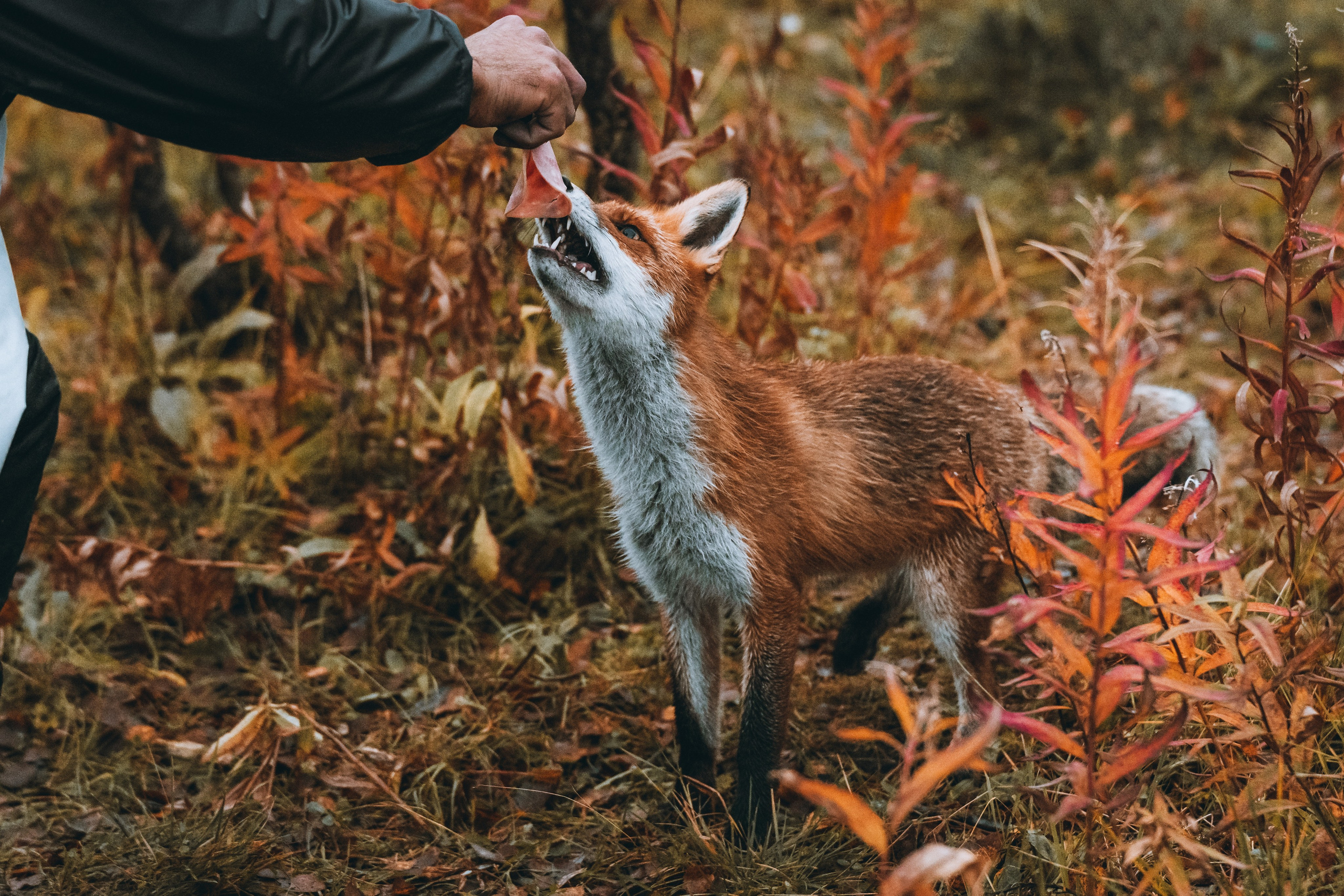 СЕВЕР. Event фотограф Степанова Александра