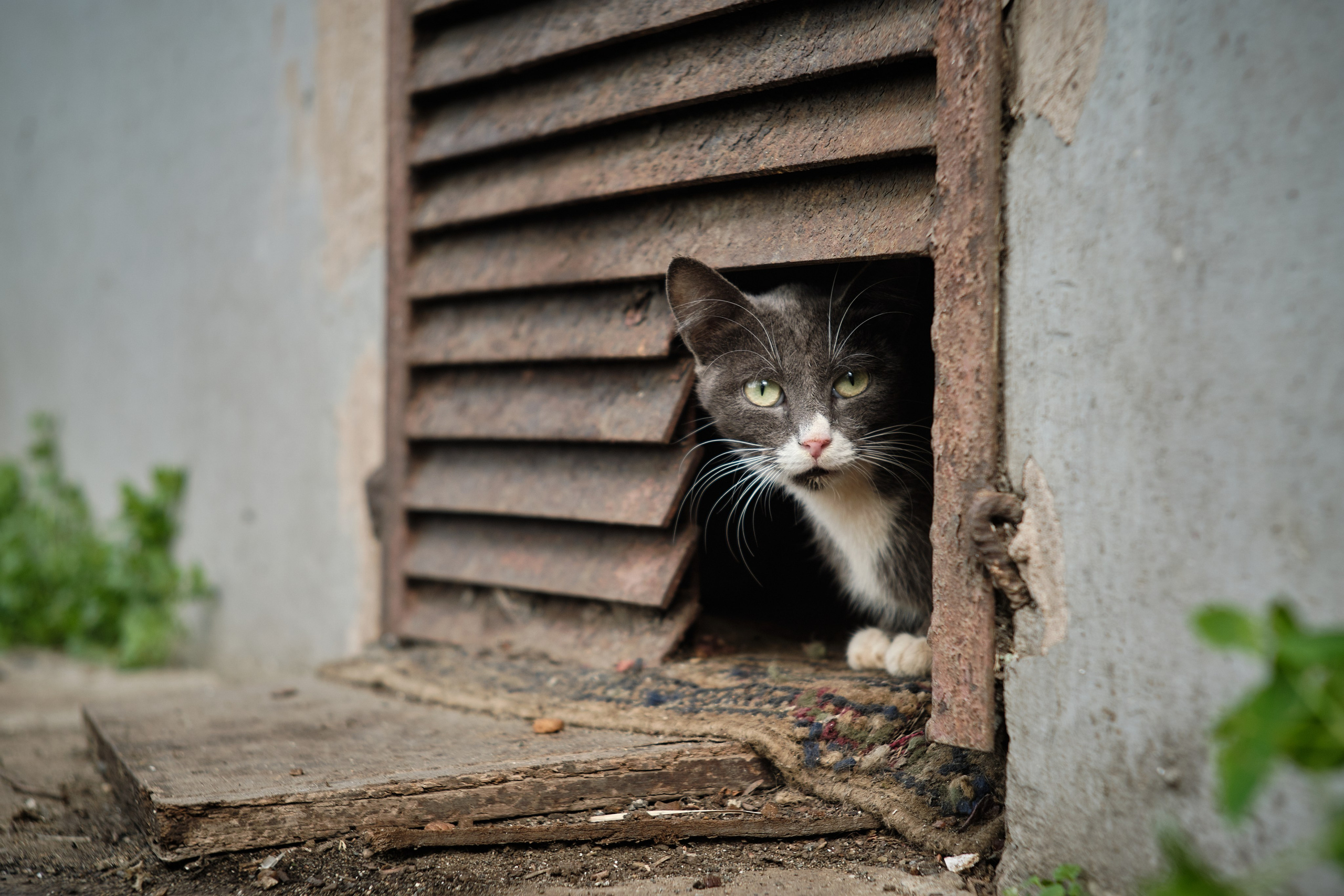 Котики. Фотограф портретный архитектурный лавстори будуар Санкт-Петербург Виктор Иванов