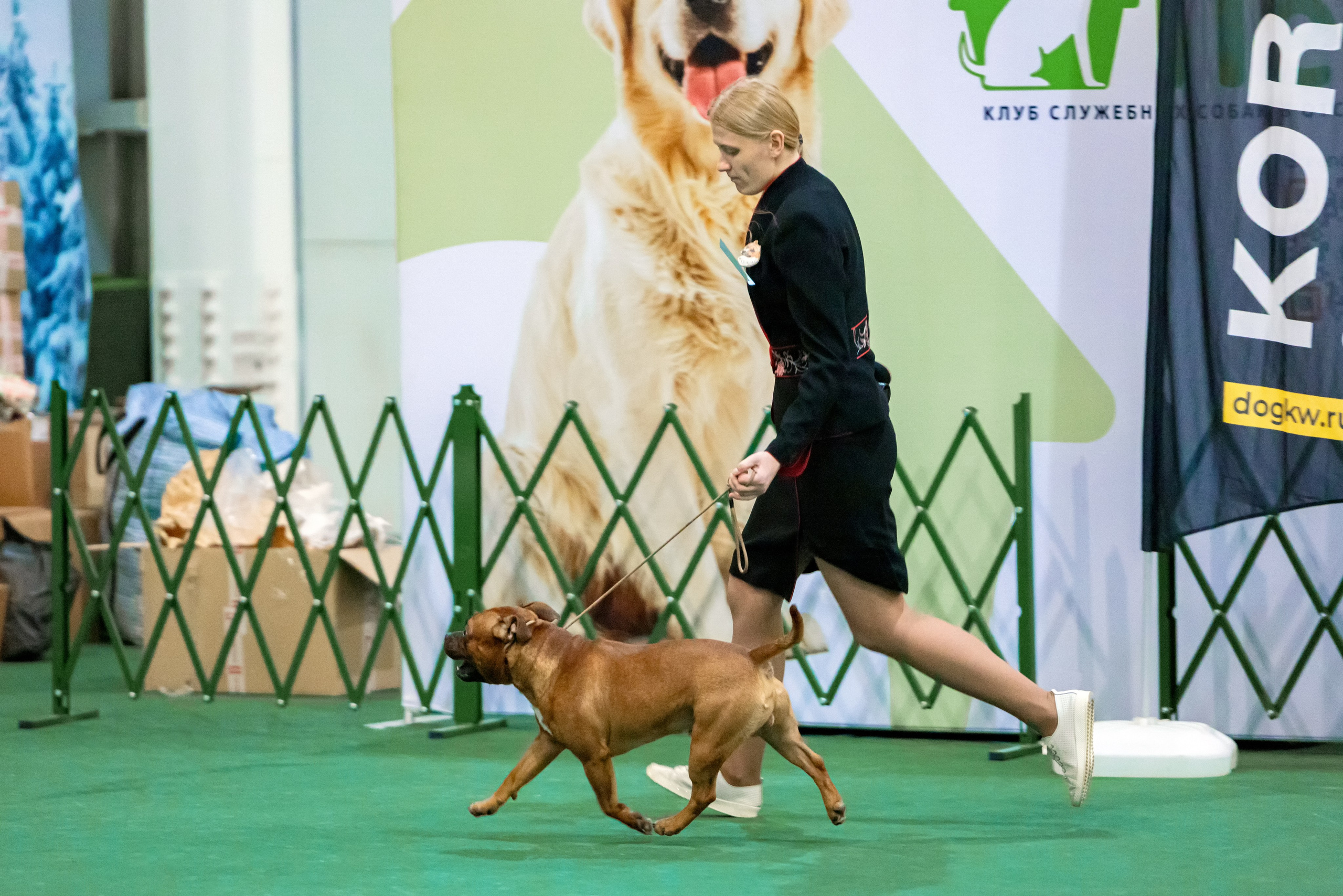 Крокус 3,9 и 10.12.2023. Фотограф-анималист Юлия Германика