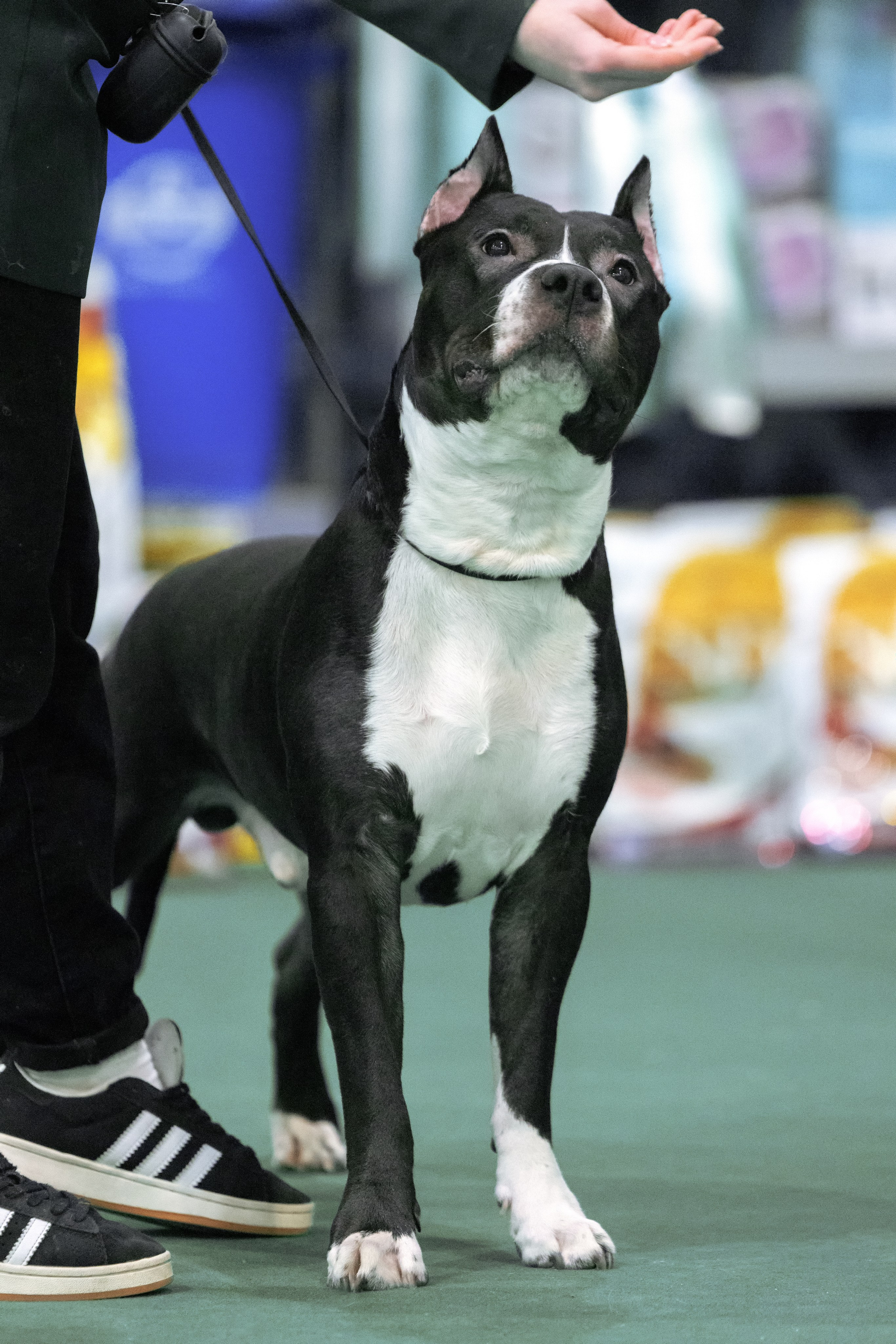 Крокус 10.02,Сфера 11.02.2024. Фотограф-анималист Юлия Германика