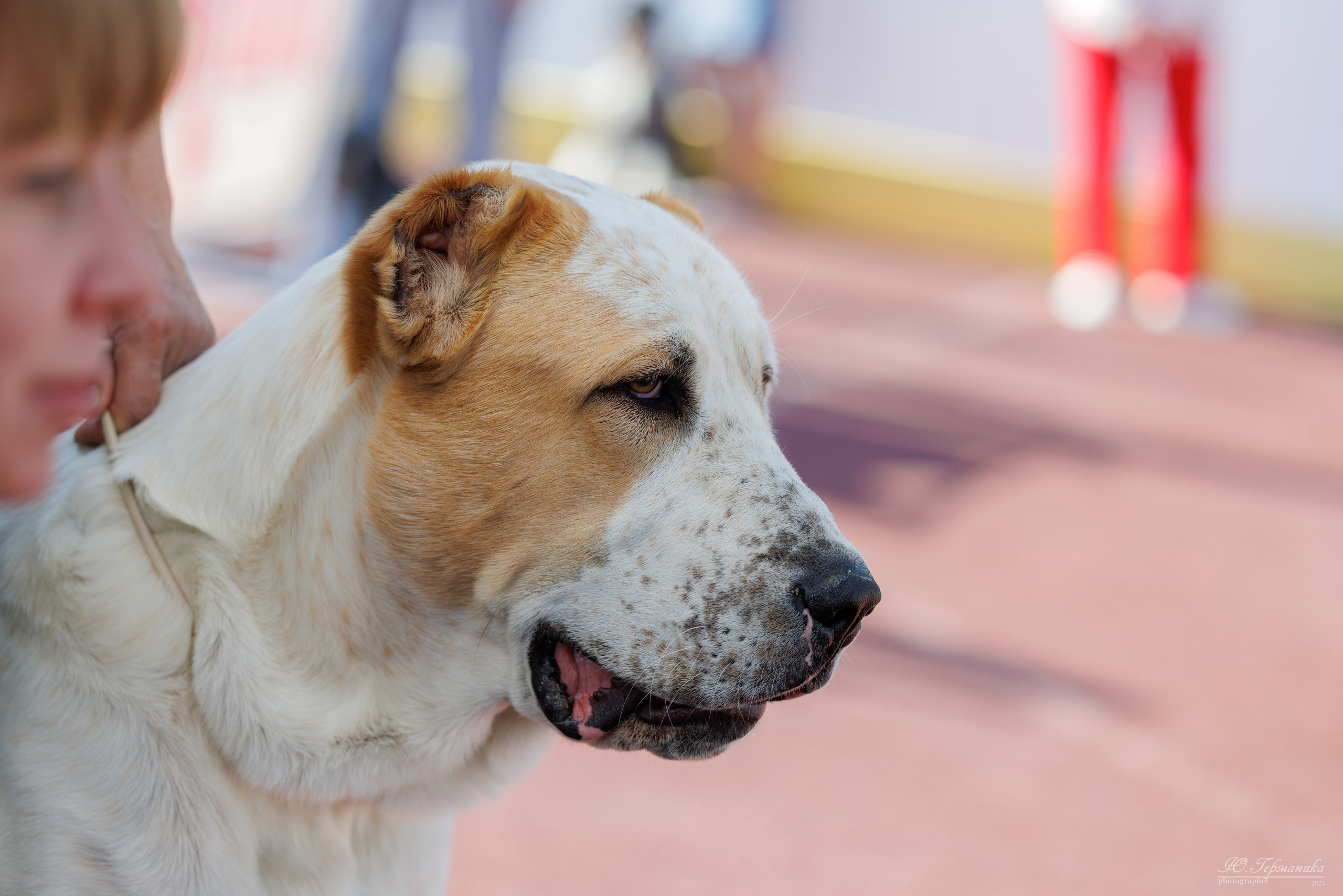 Коломна 30.08.2025. Фотограф-анималист Юлия Германика