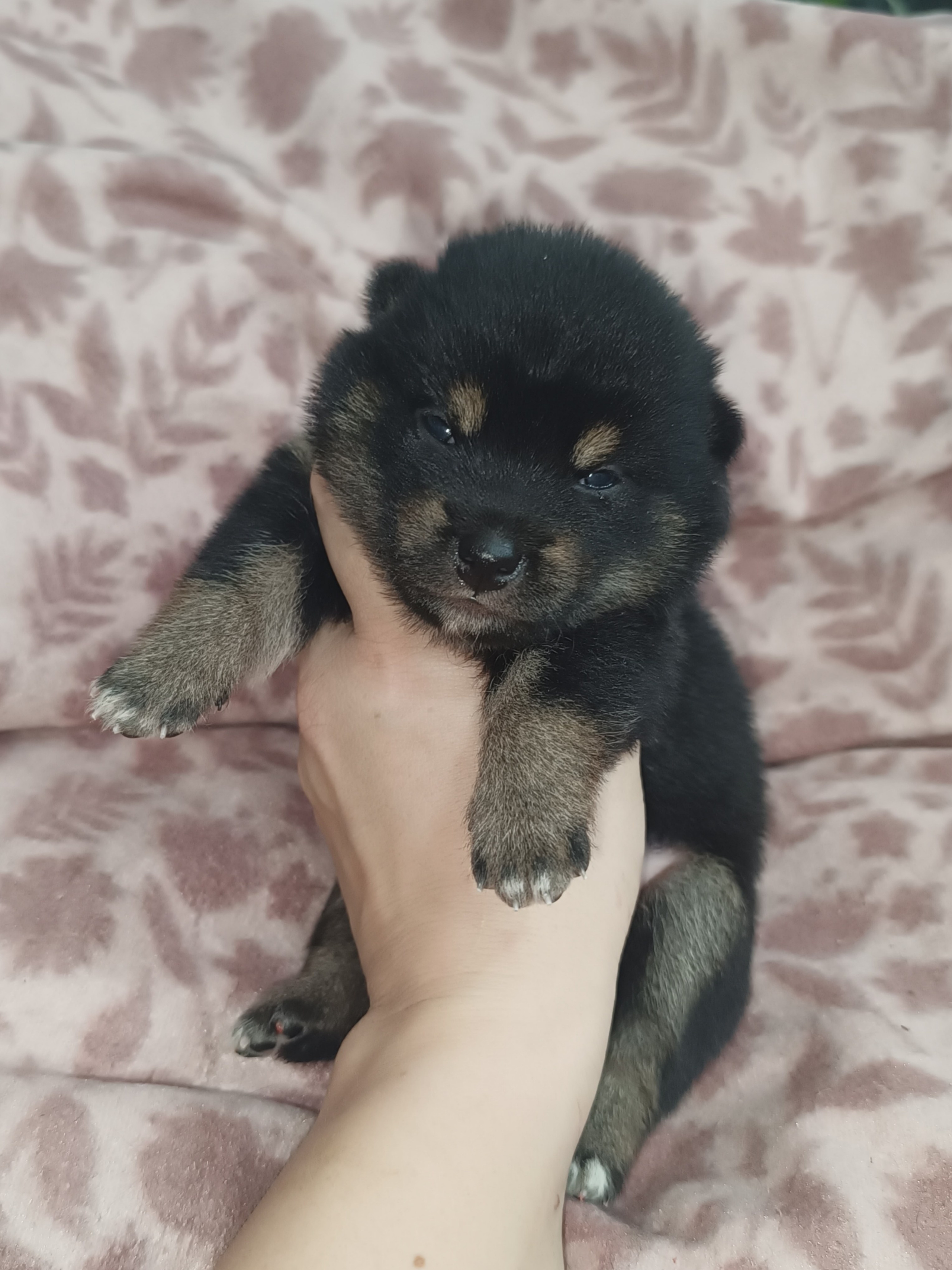 Сиба Rubylight Olivia питомник Рубилайт