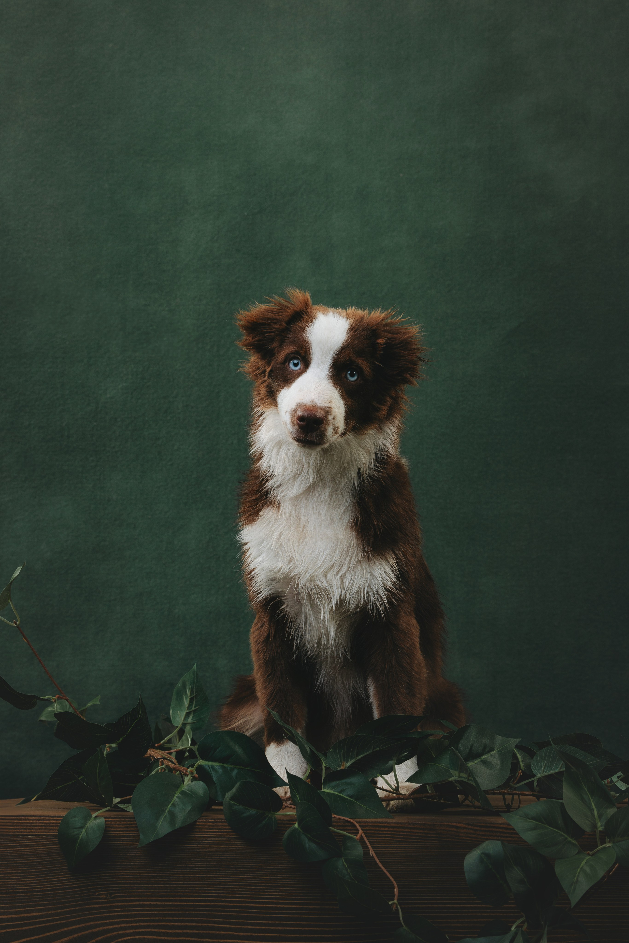 Миниаусси Дайс. Фотограф анималист Осипчикова Мария