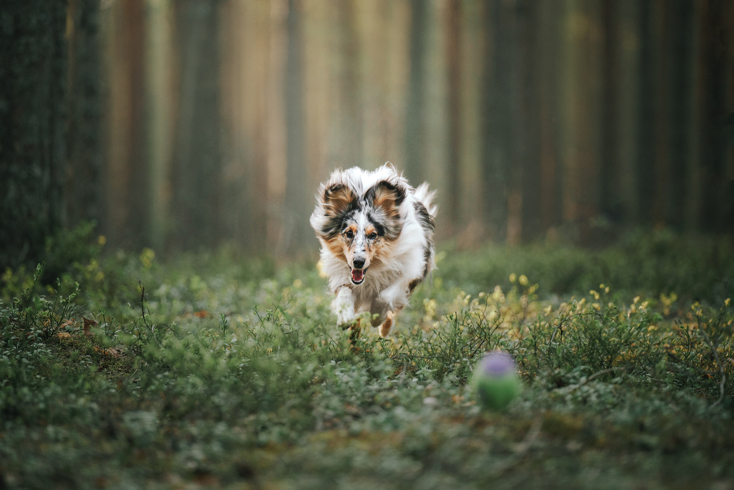 Мила и Лейла. Фотограф анималист Осипчикова Мария