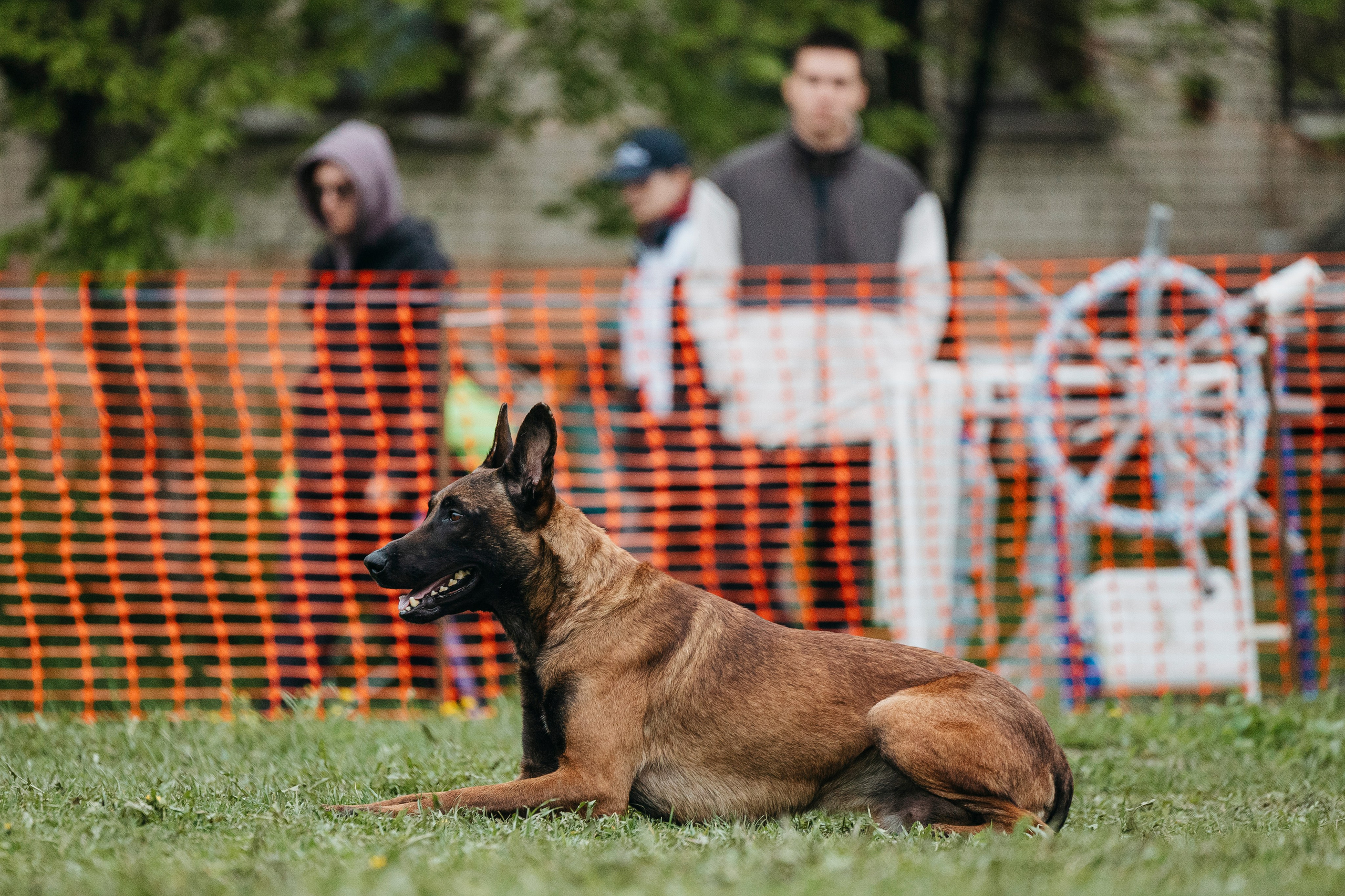 26.05.25 г. Пушкин квалификационные соревнования. Фотограф-анималист Анна Маринич