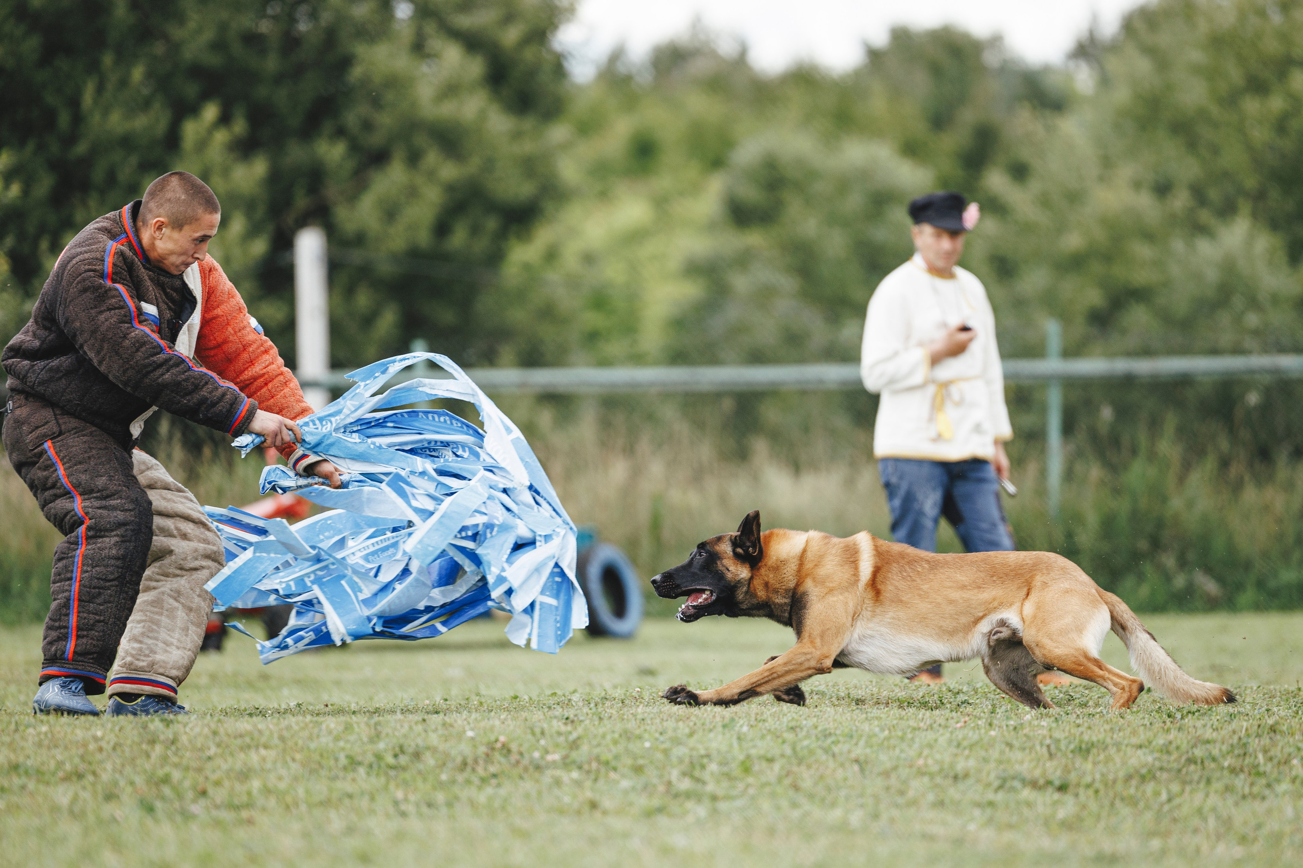 08.08.25-10.08.25 ЧР по мондьорингу г. Вологда. Фотограф-анималист Анна Маринич