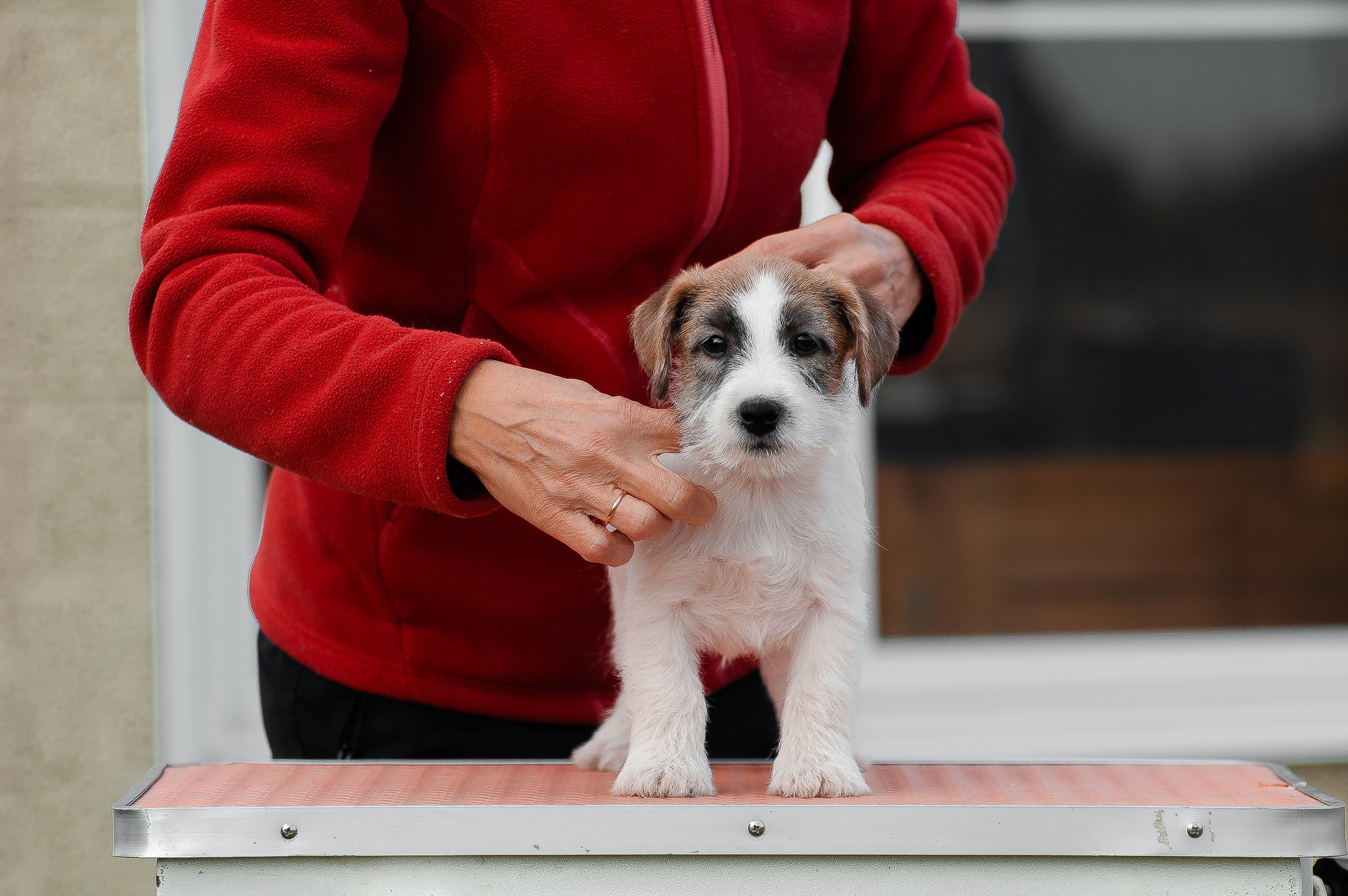 Щенок кобель ДРТ. КАНЕ МАЭСТРО — питомник Джек рассел терьеров