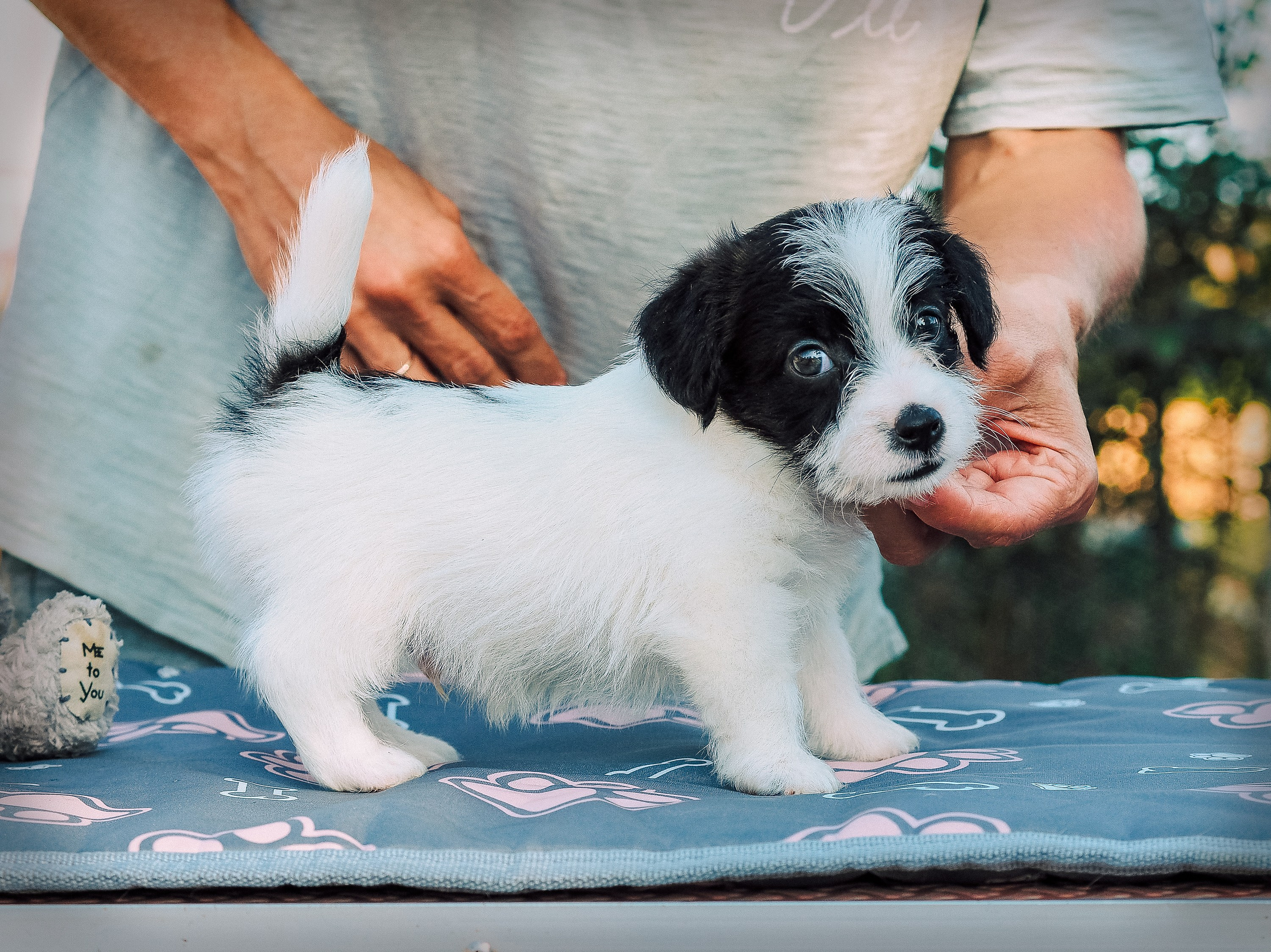 X_КОБЛ_4_БЕЛ_ЧЕРН. CANE MAESTRO — kennel Jack Russell Terrier