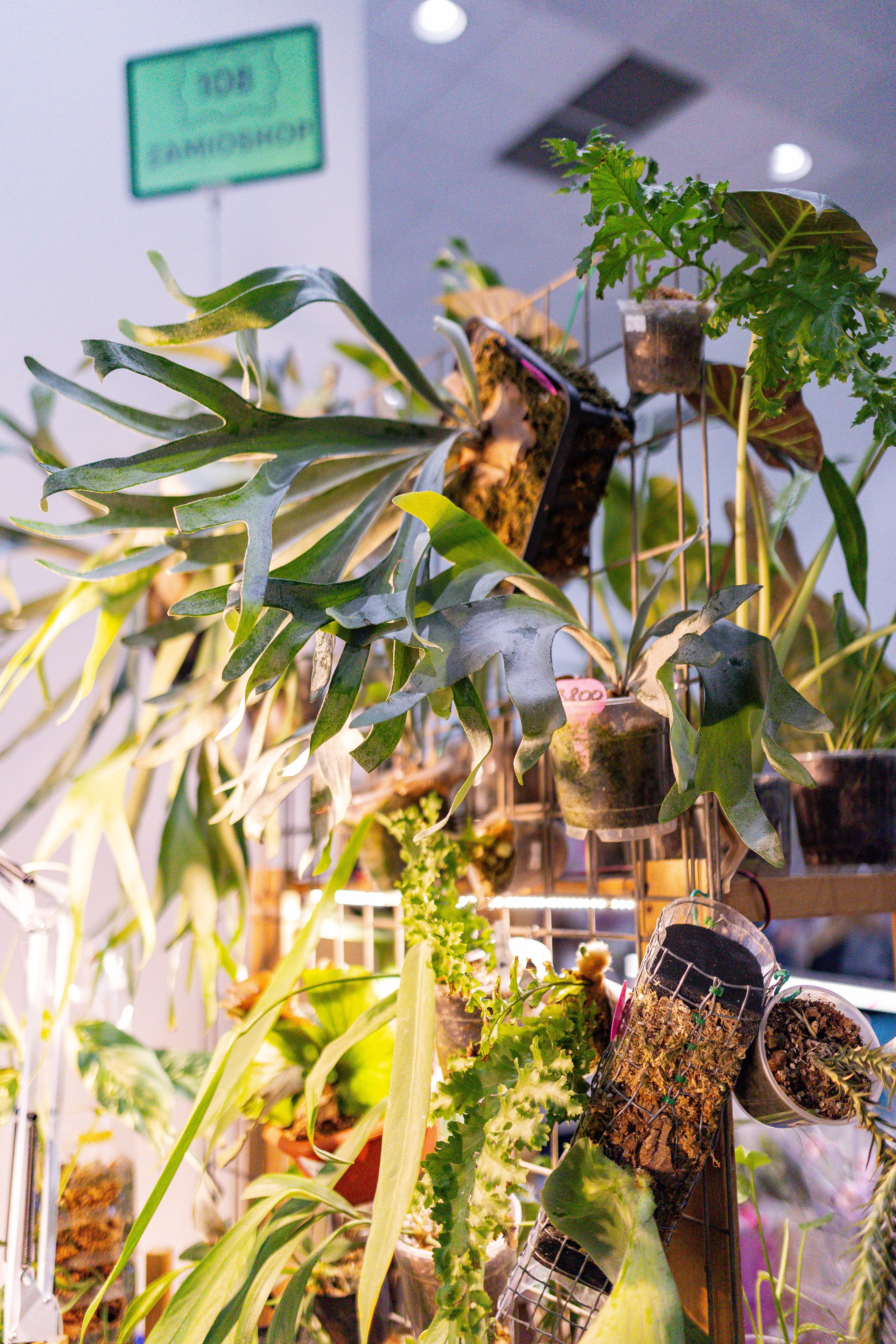 Орхидиум сентябрь 2025. Александра Куликова фотограф, Москва